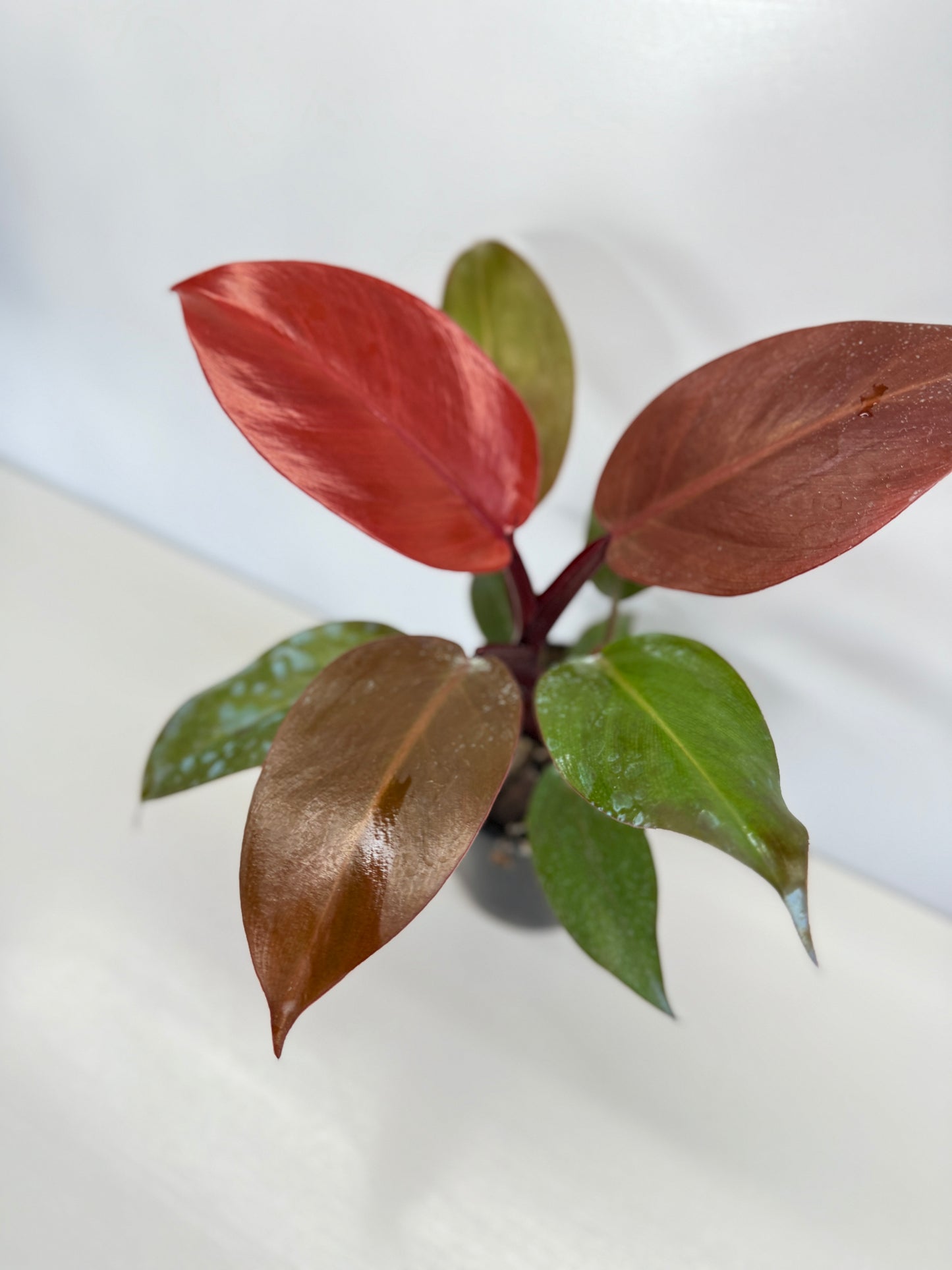Philodendron 'Blood Luna' - Best Pick of the Crop!