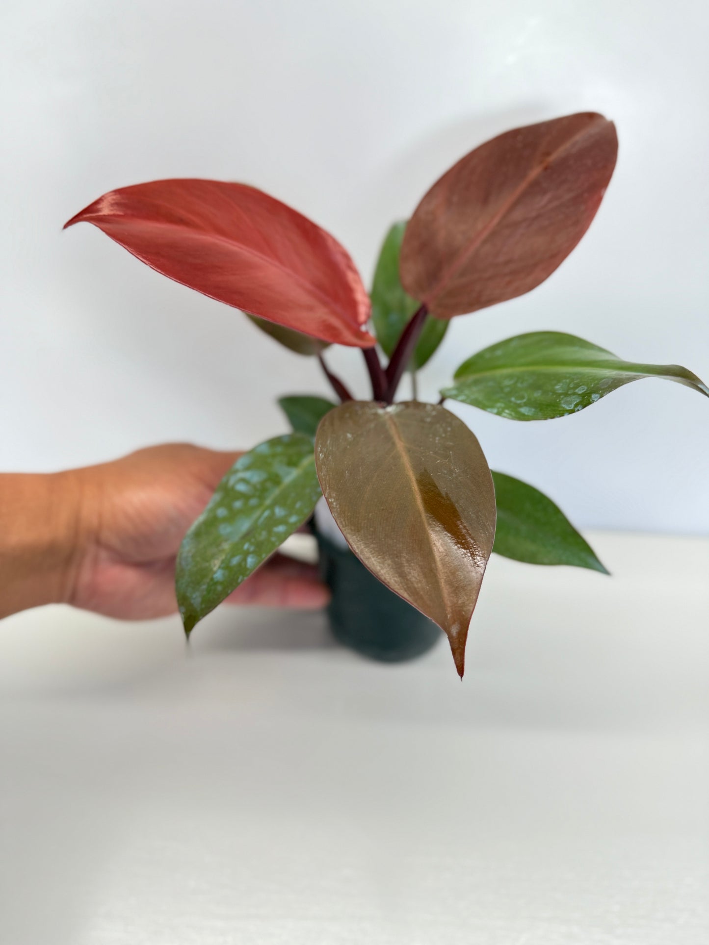 Philodendron 'Blood Luna' - Best Pick of the Crop!