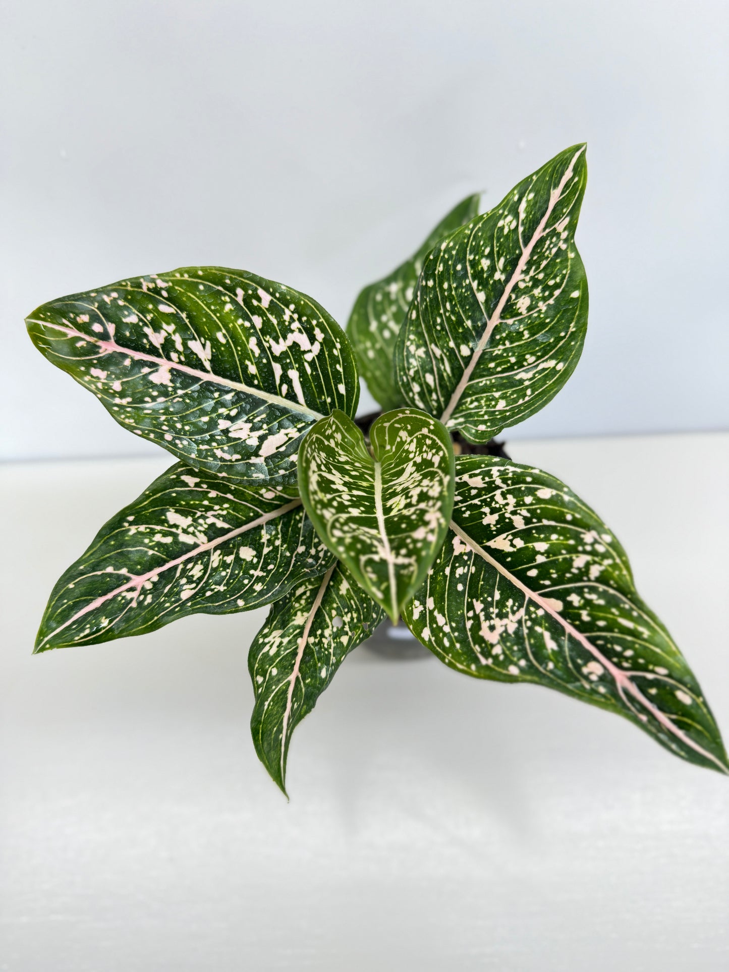 Aglaonema 'Tom's Pride' B6