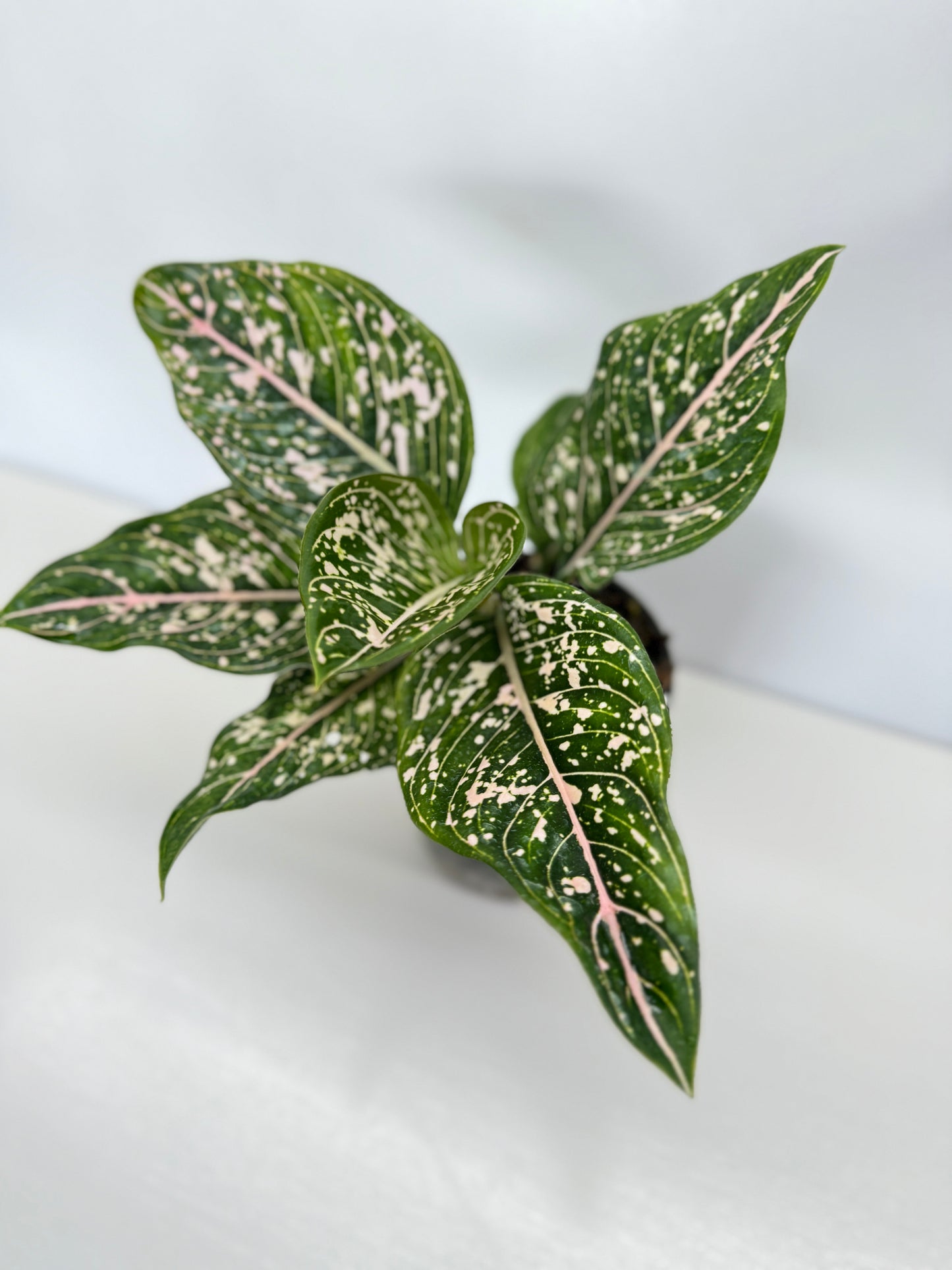 Aglaonema 'Tom's Pride' B6
