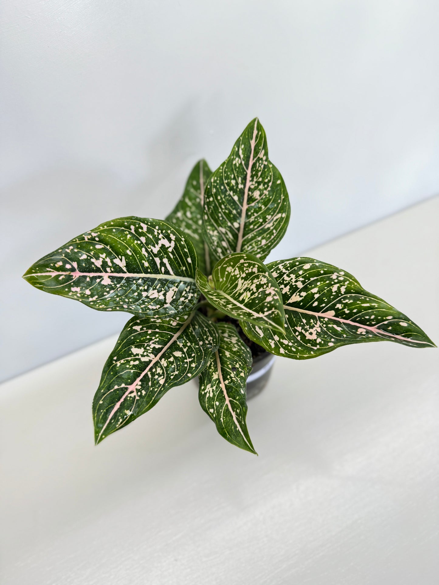 Aglaonema 'Tom's Pride' B6