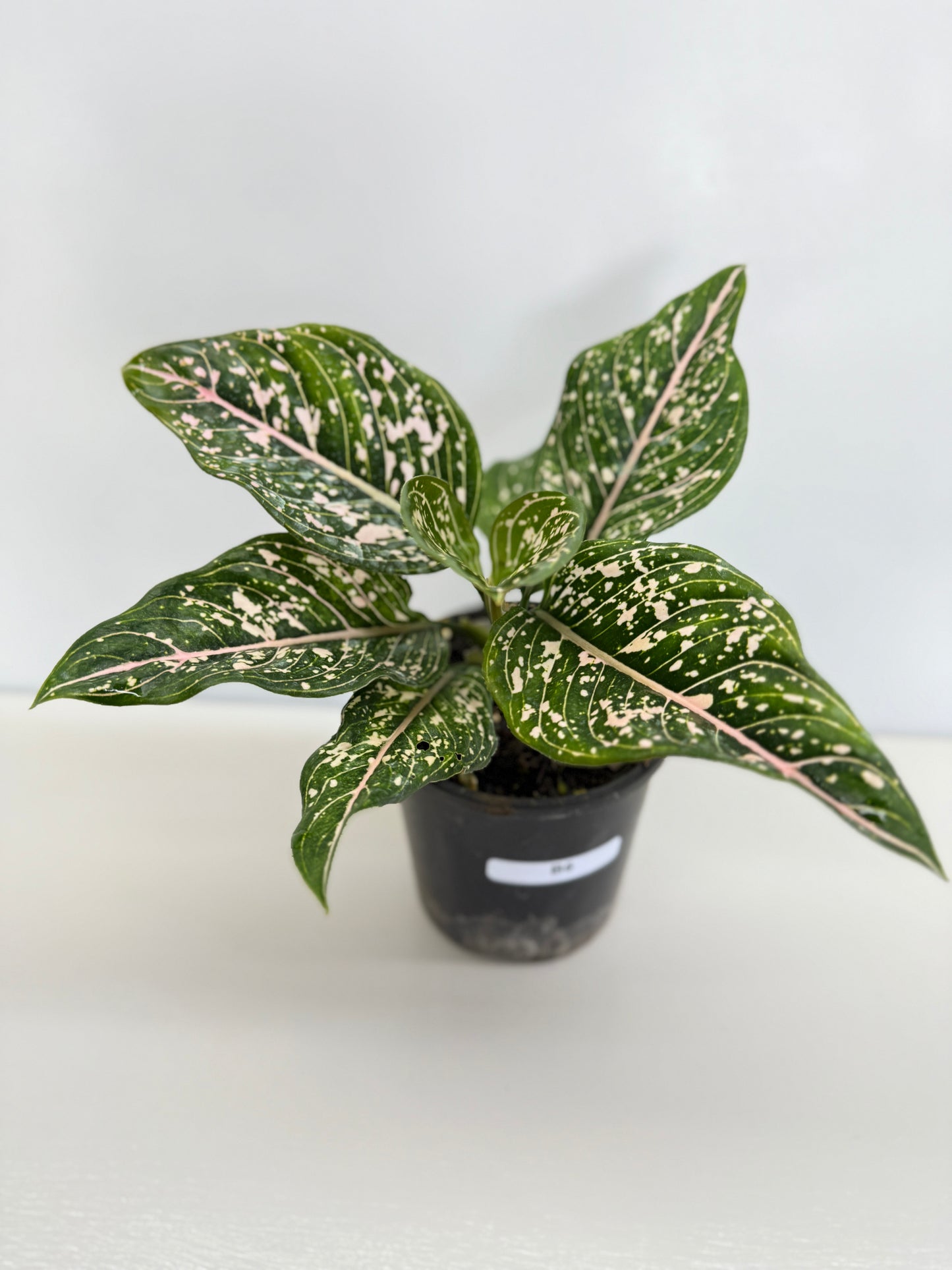 Aglaonema 'Tom's Pride' B6