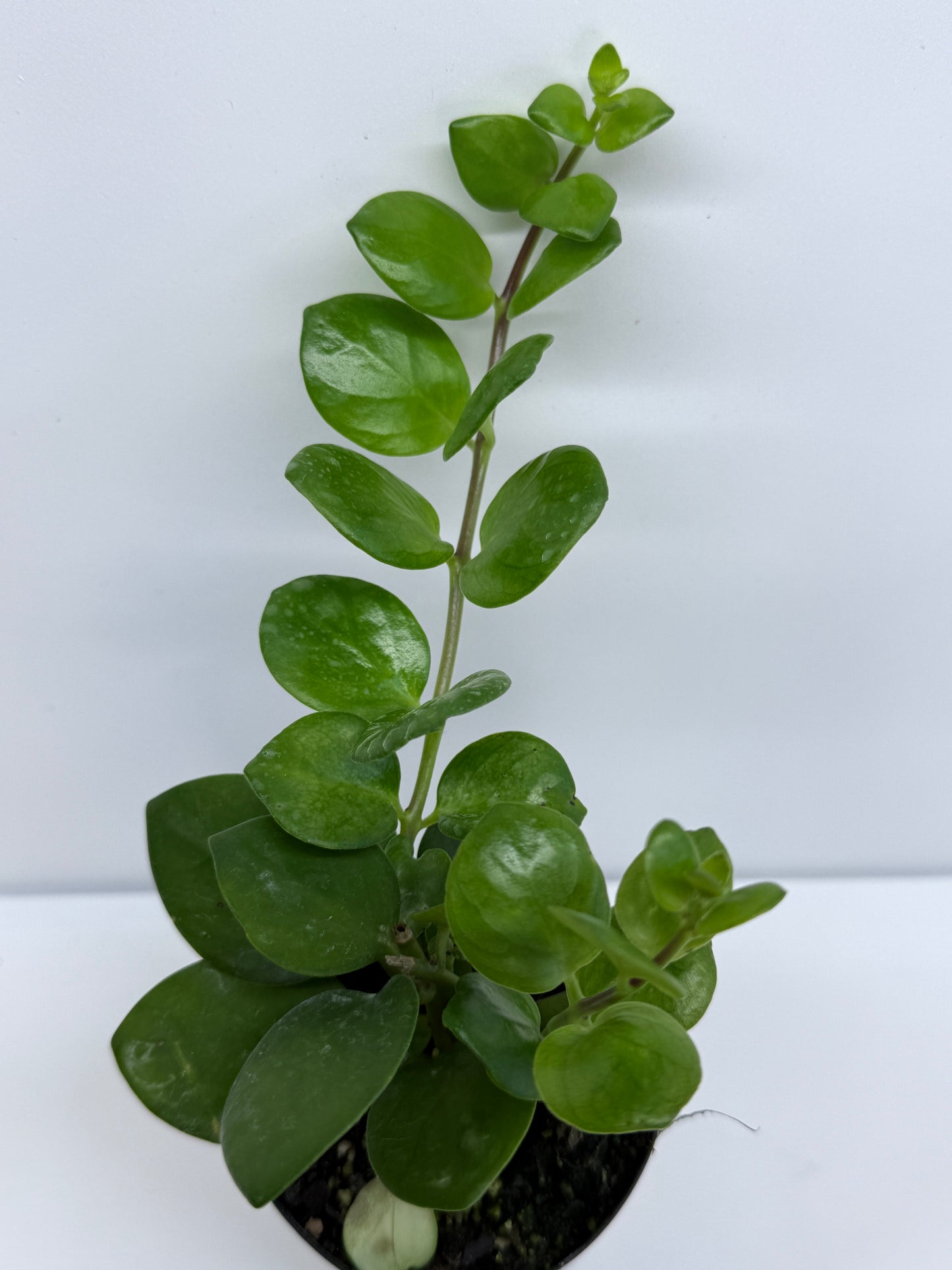Aeschynanthus Thai Pink aka Pink Lipstick Plant S67
