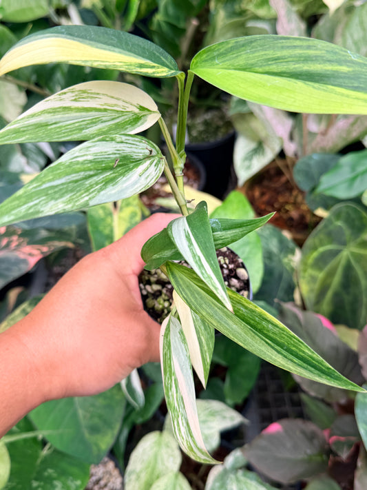 Epipremnum amplissimum Variegata M9