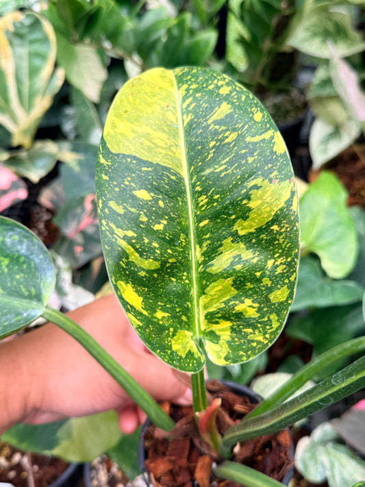 Philodendron 'Green Congo Nuclear' M14