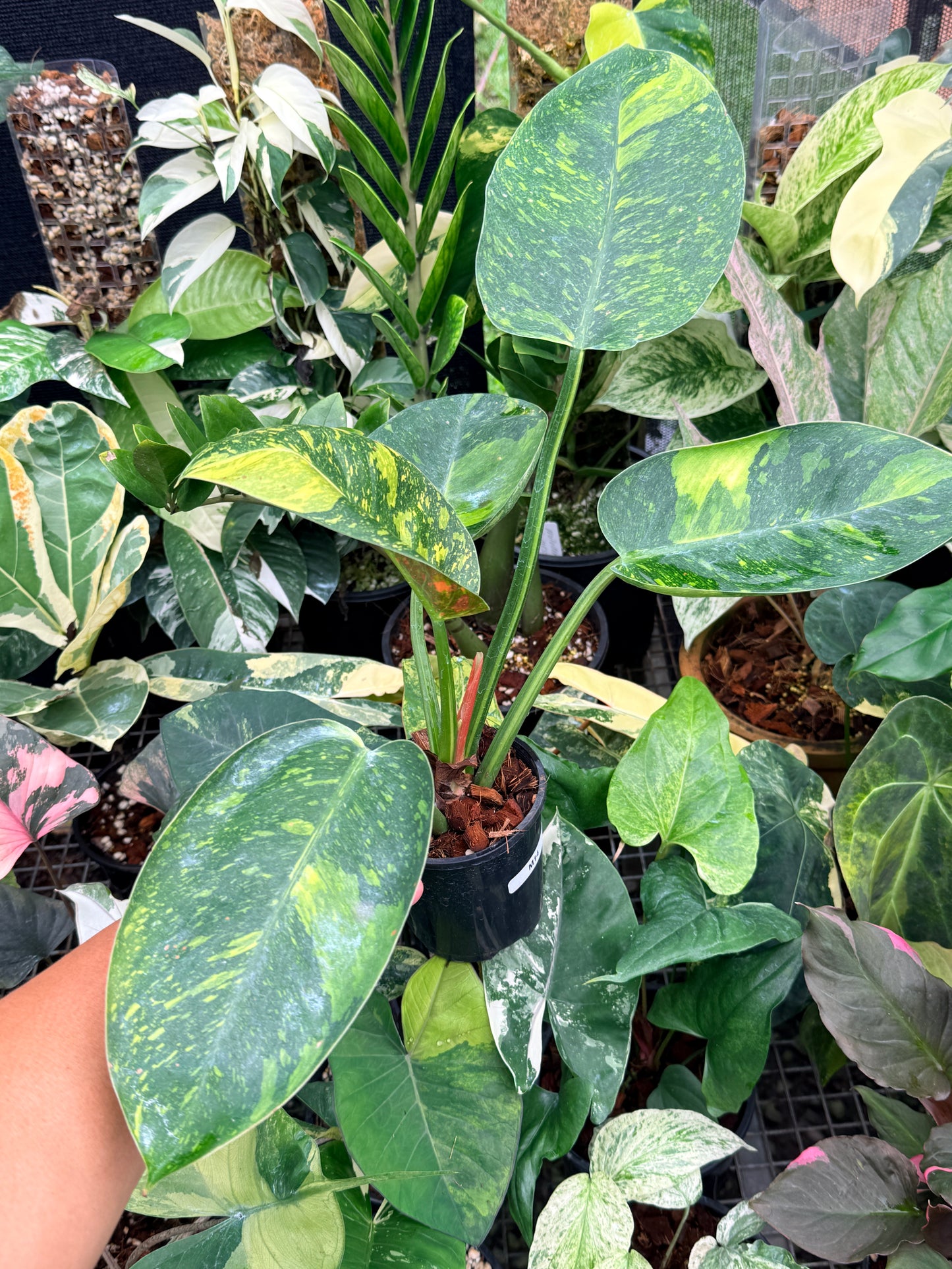 Philodendron 'Green Congo Nuclear' LARGE M14