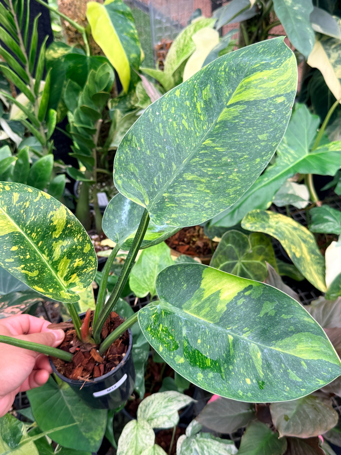 Philodendron 'Green Congo Nuclear' LARGE M14