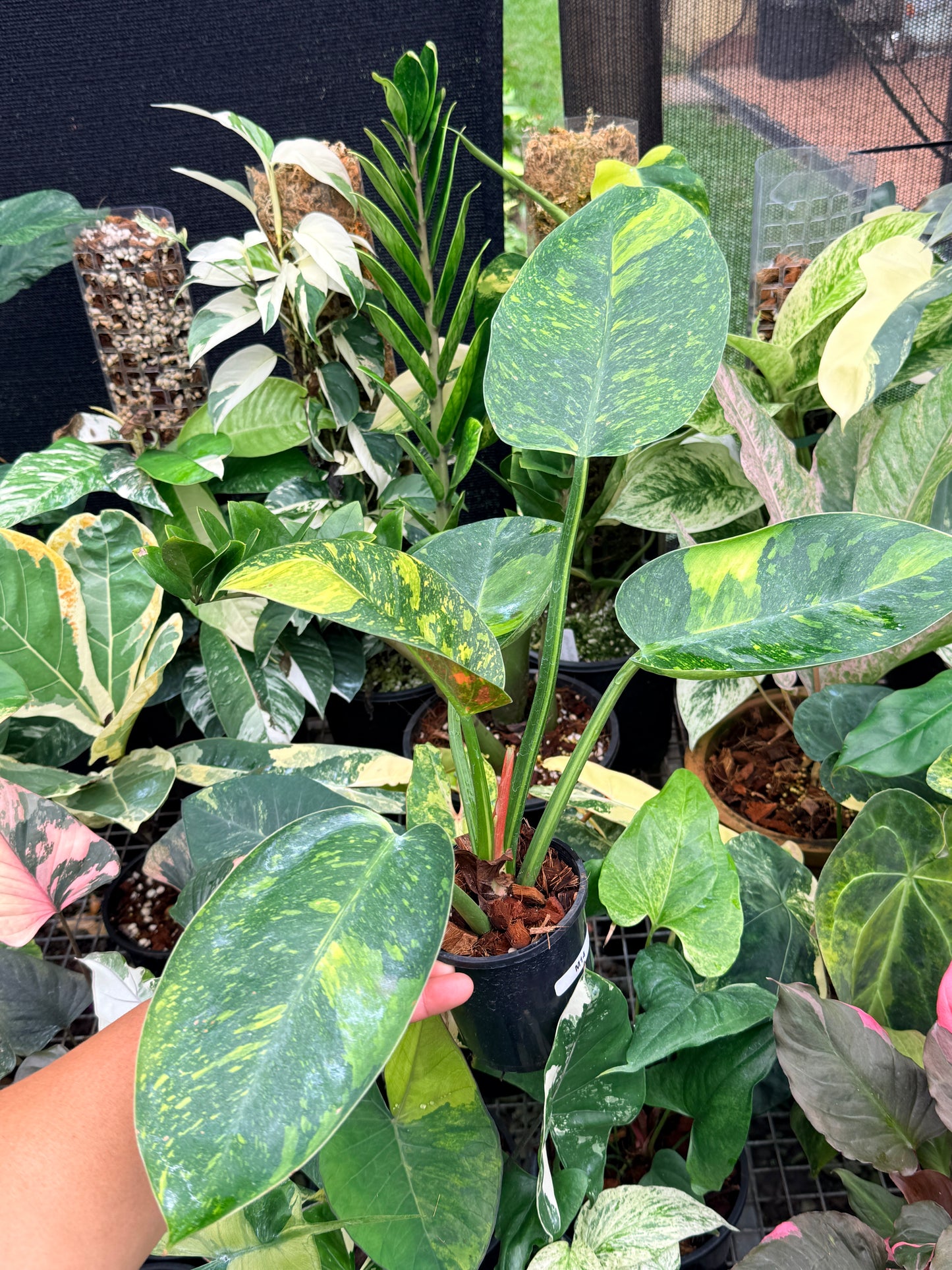 Philodendron 'Green Congo Nuclear' LARGE M14