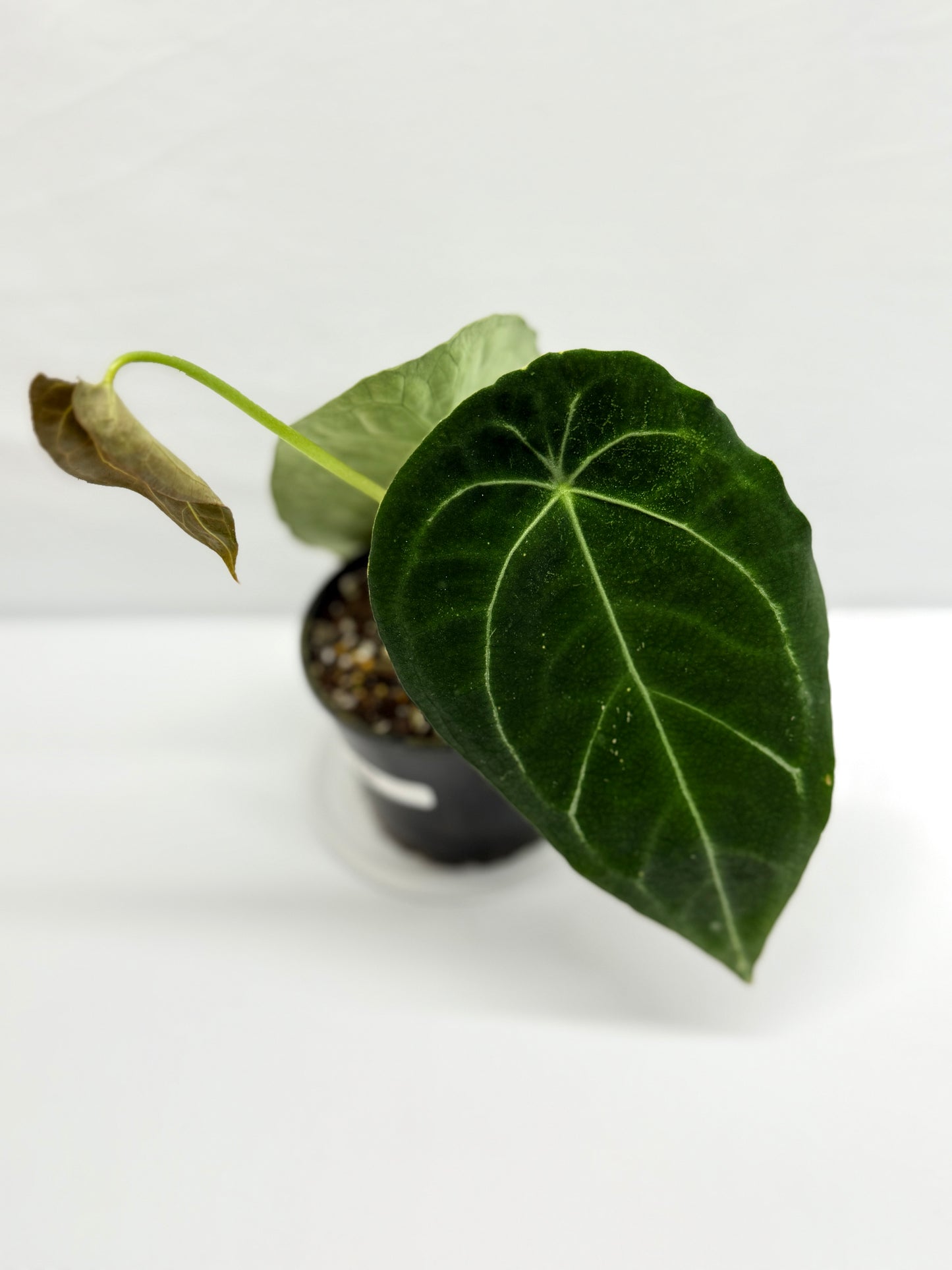 Anthurium Forgetii - Large F80