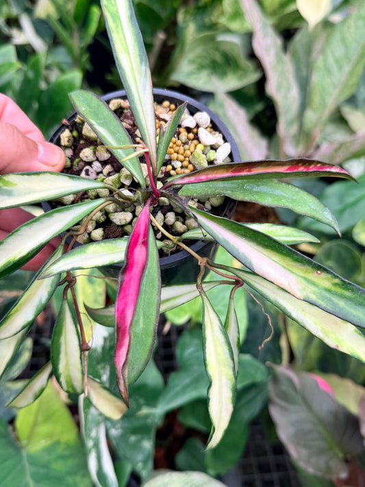Hoya Wayetii Variegata M13