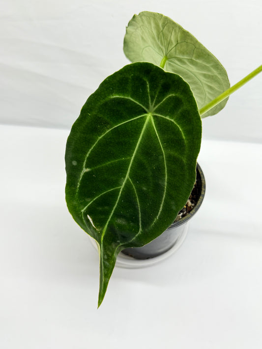 Anthurium Forgetii - Large F80