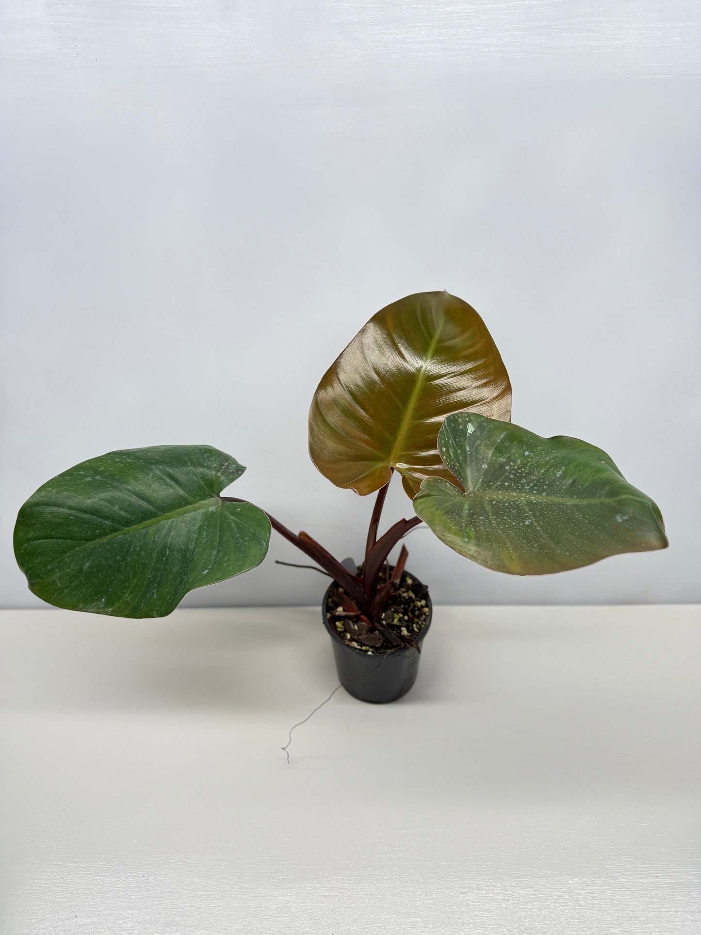 Philodendron 'Rojo Congo x Erubescens' B7