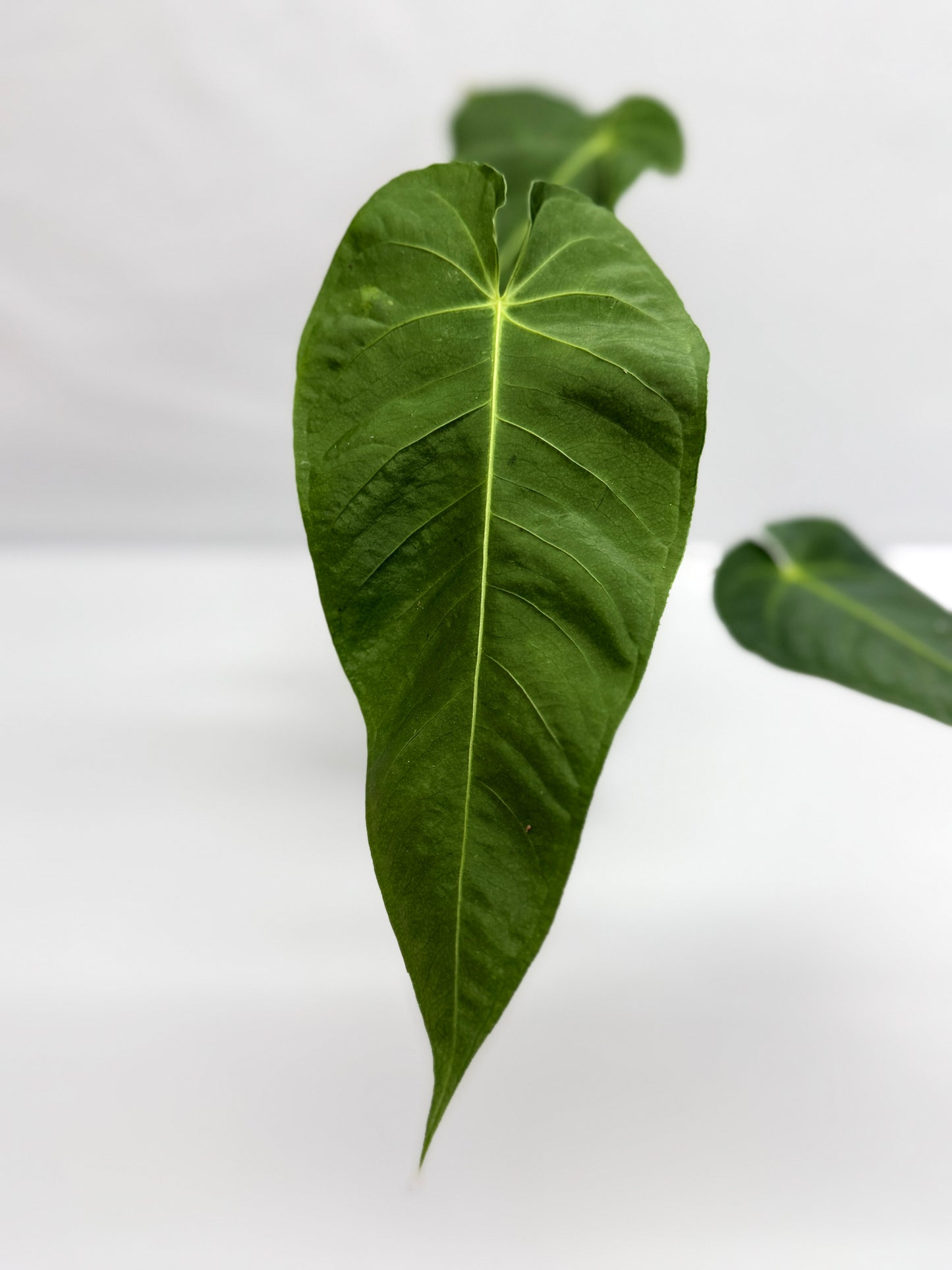 Anthurium Purple Mama 'Purple Velvet x Marmoratum' F81