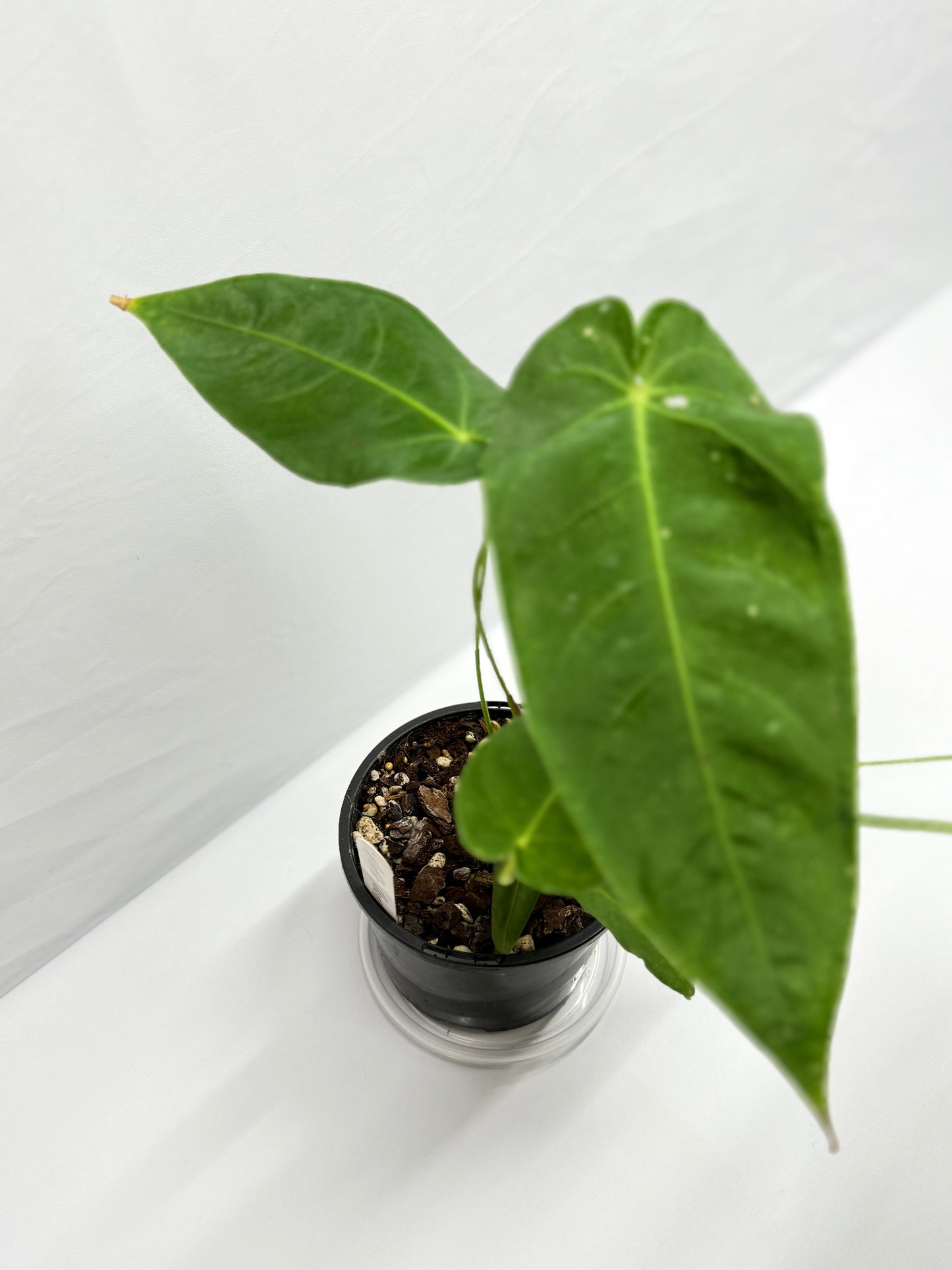 Anthurium Purple Mama 'Purple Velvet x Marmoratum' F81