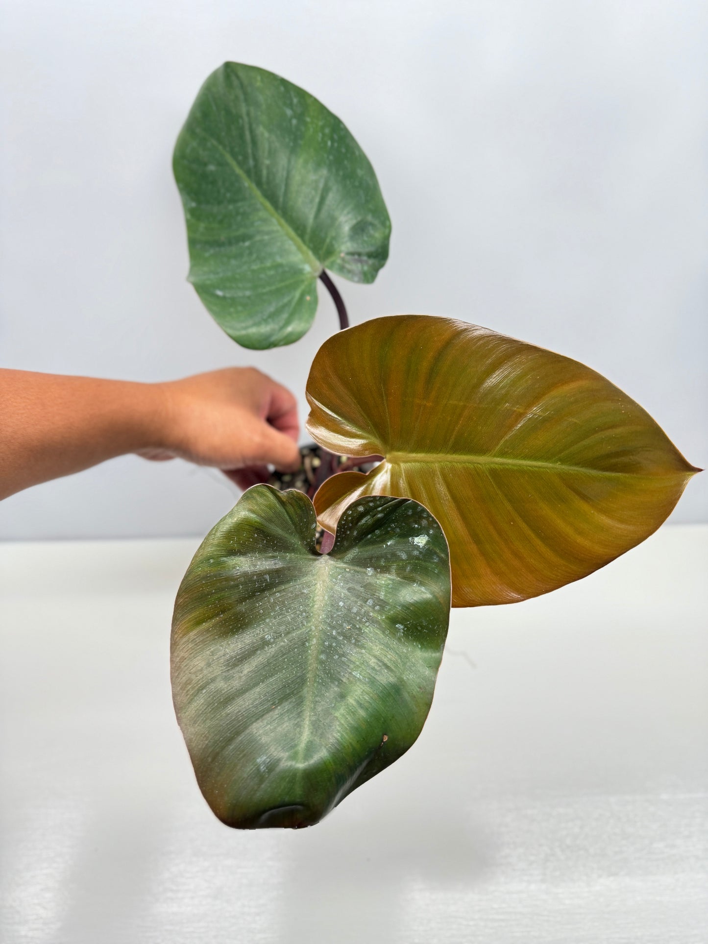 Philodendron 'Rojo Congo x Erubescens' B7