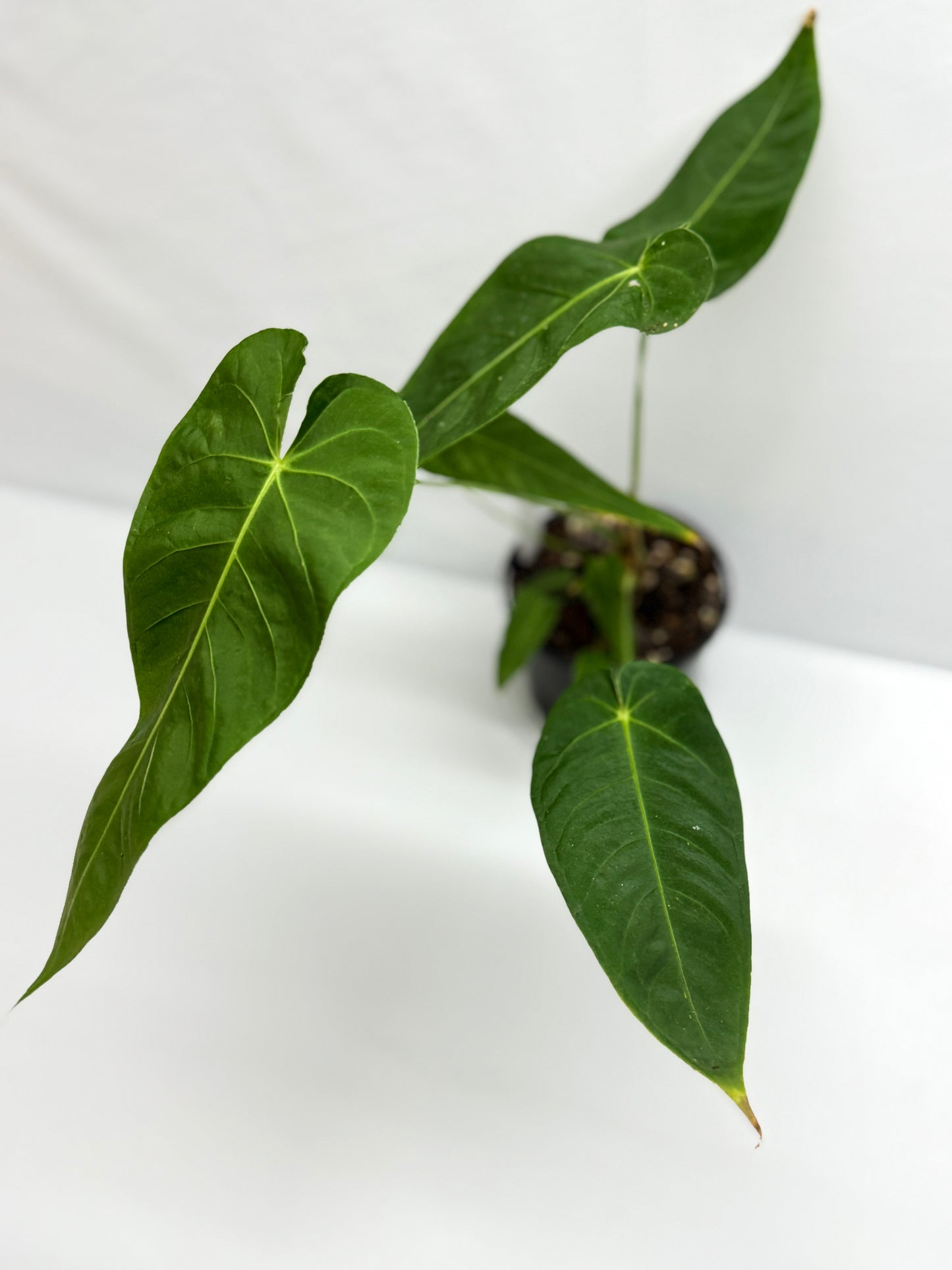 Anthurium Purple Mama 'Purple Velvet x Marmoratum' F81