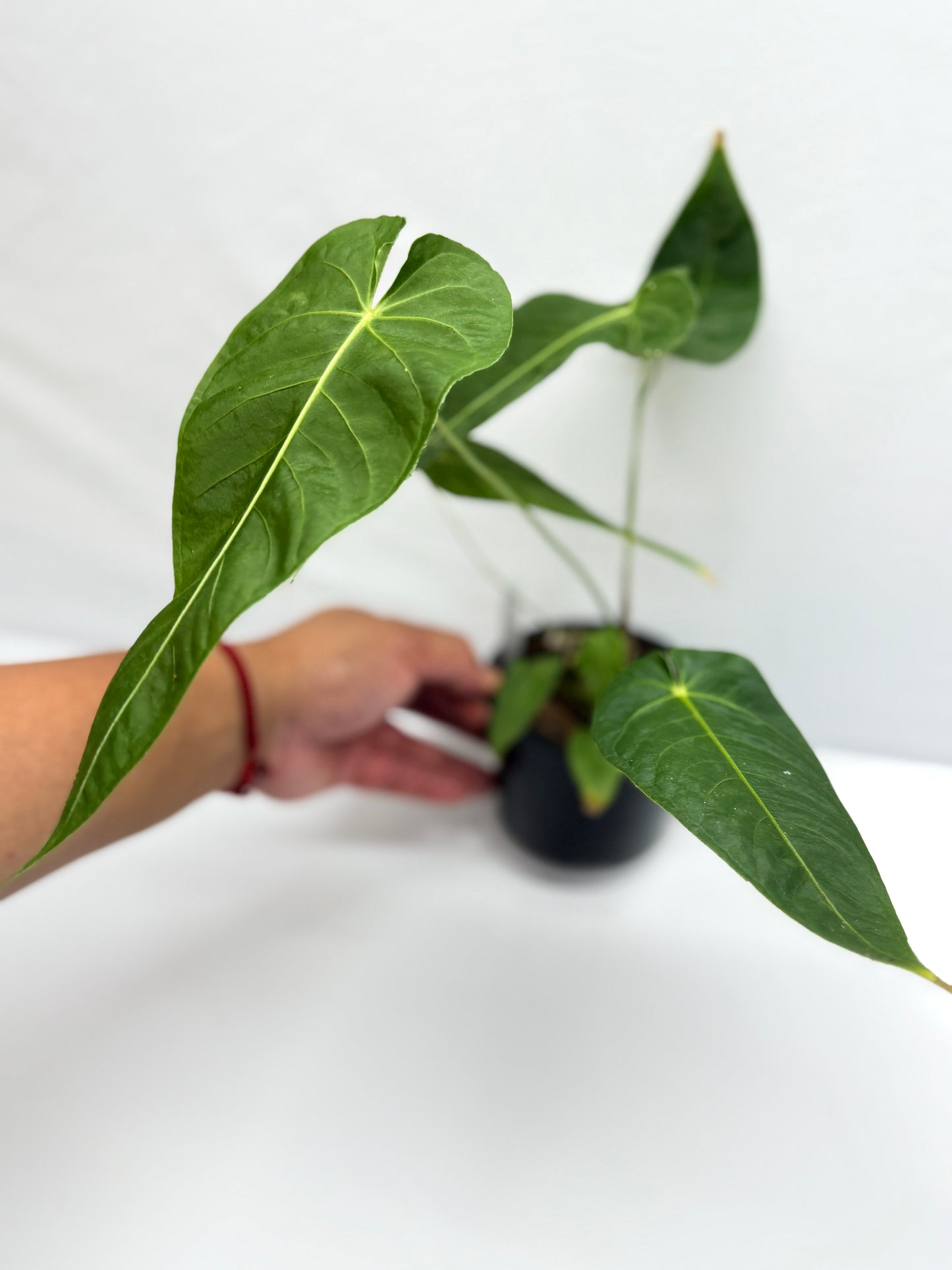 Anthurium Purple Mama 'Purple Velvet x Marmoratum' F81