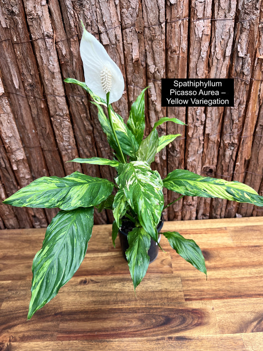 Spathiphyllum Picasso 'Aurea' Yellow Variegation G50