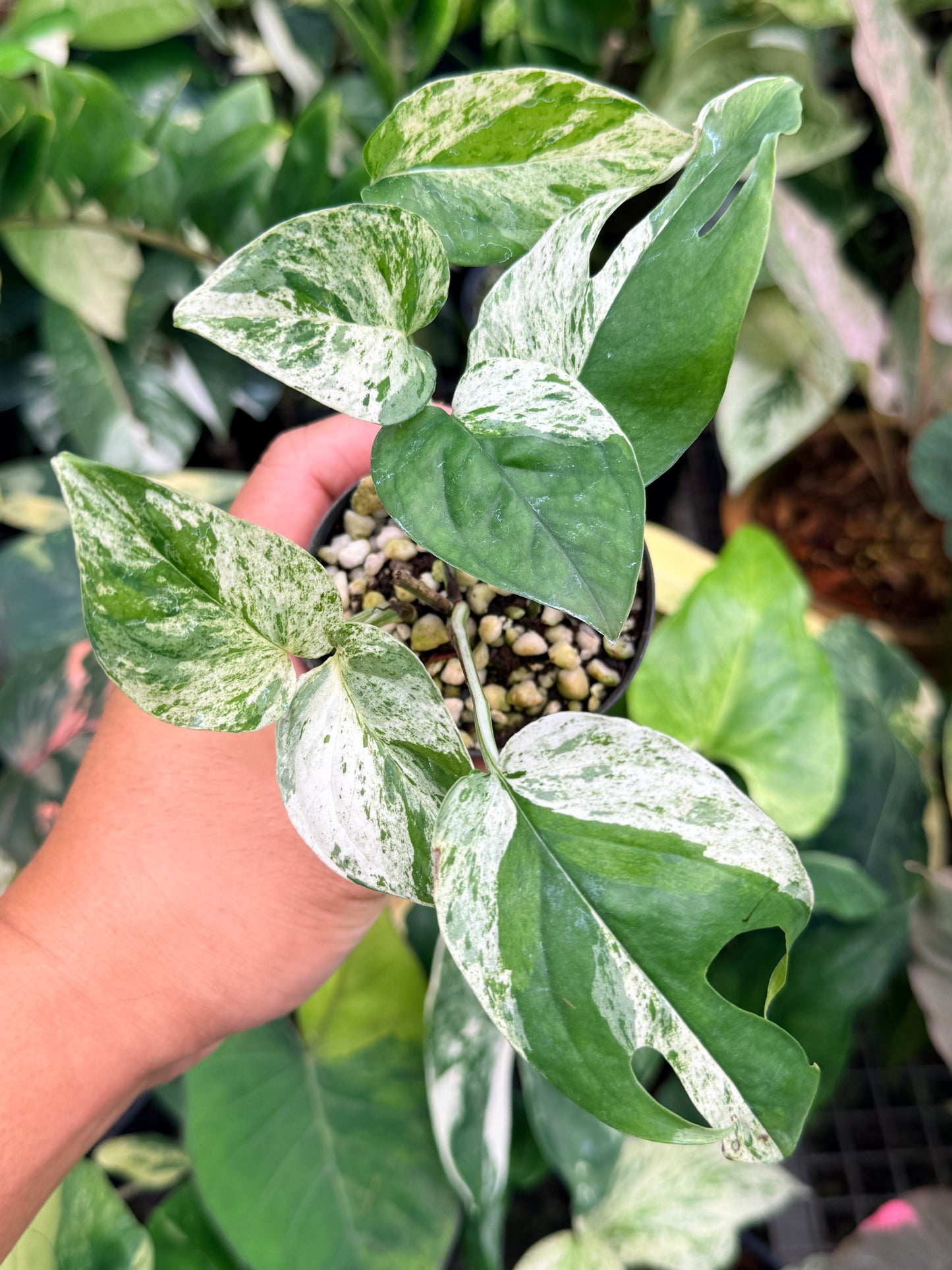 Epipremnum pinnatum 'Marble' M17