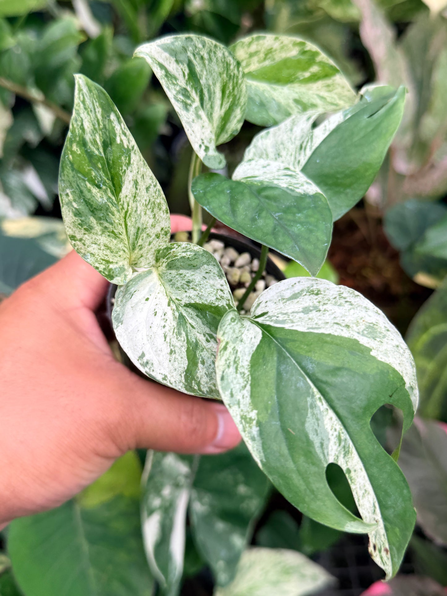 Epipremnum pinnatum 'Marble' M17