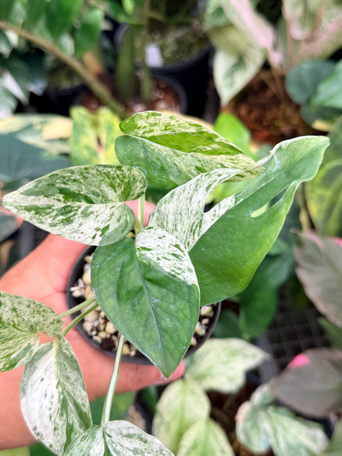 Epipremnum pinnatum 'Marble' M17