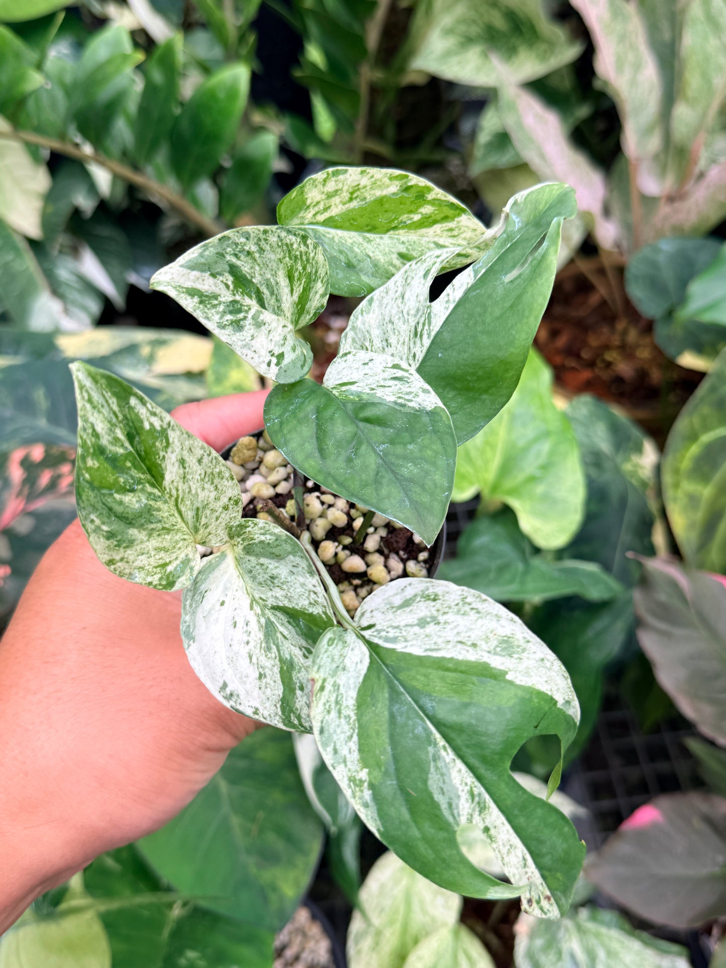 Epipremnum pinnatum 'Marble' M17