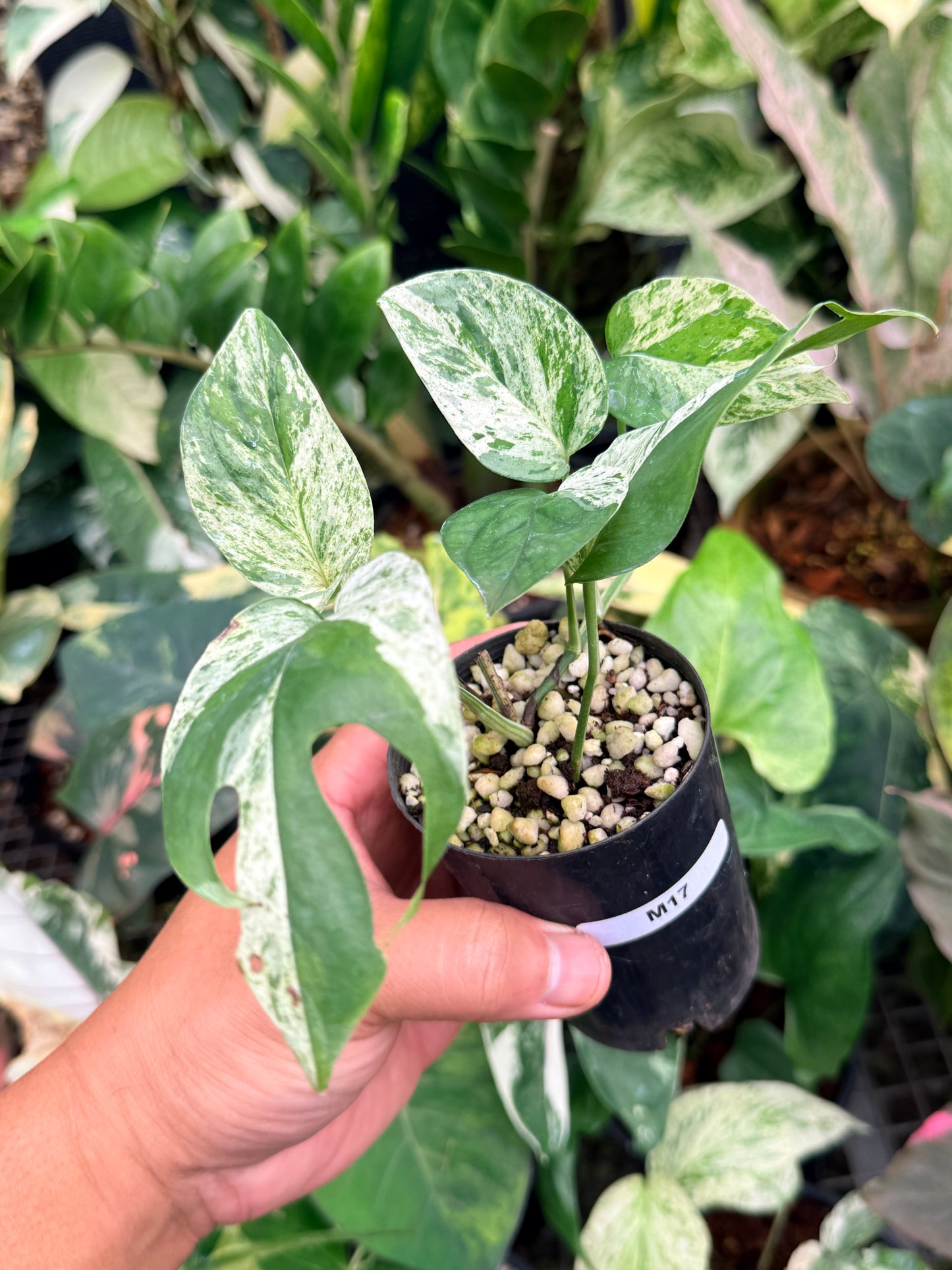 Epipremnum pinnatum 'Marble' M17