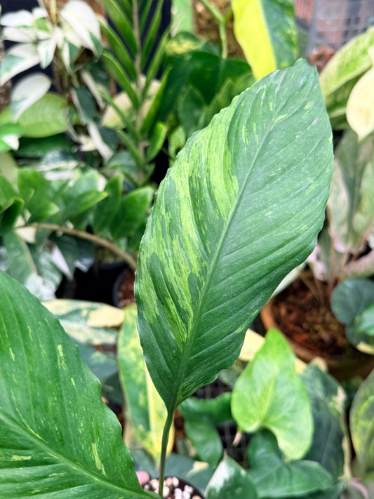 Spathiphyllum 'Aurea' - Rarely Offered M16