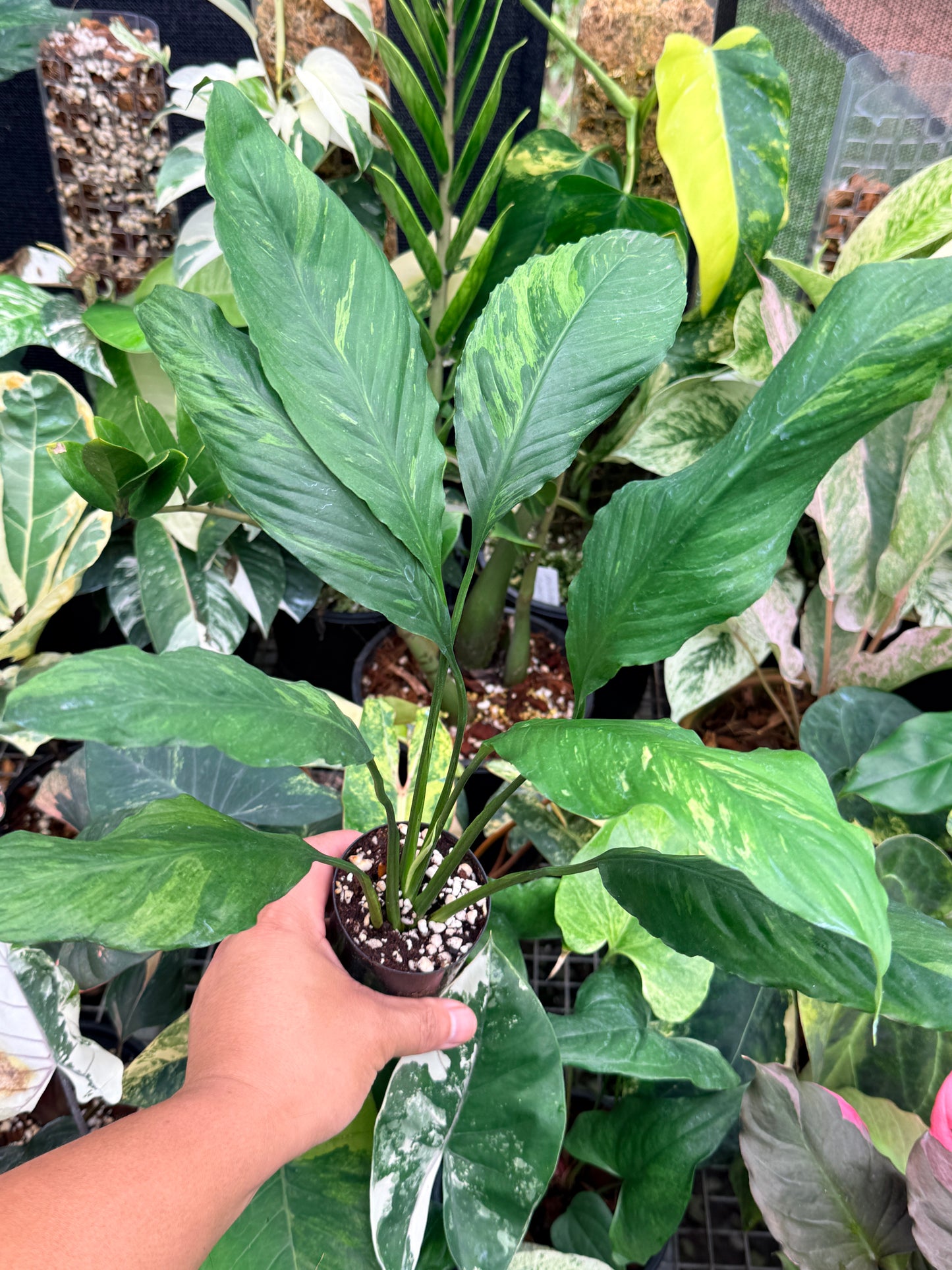 Spathiphyllum 'Aurea' - Rarely Offered M16