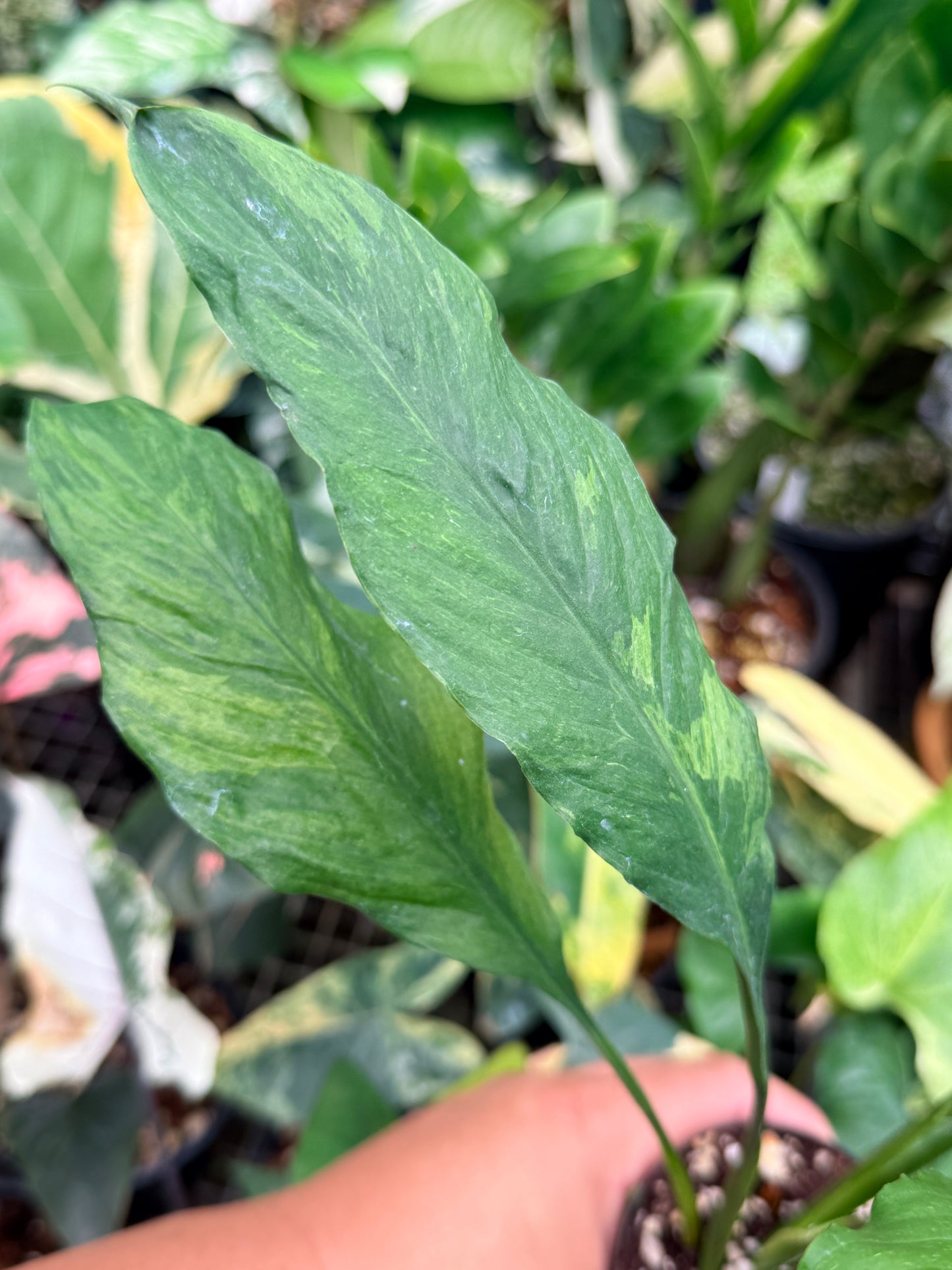 Spathiphyllum 'Aurea' - Rarely Offered M16