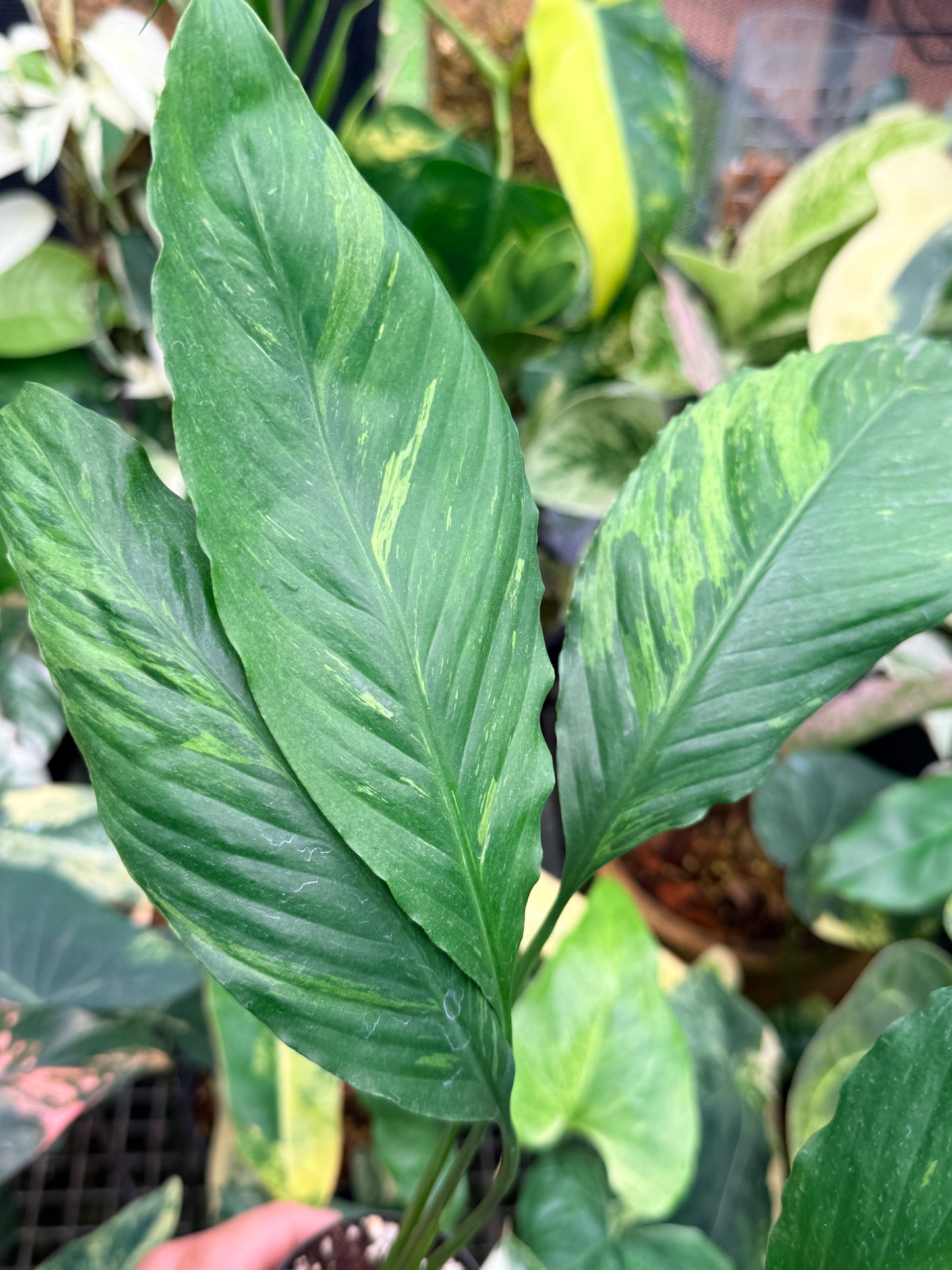 Spathiphyllum 'Aurea' - Rarely Offered M16