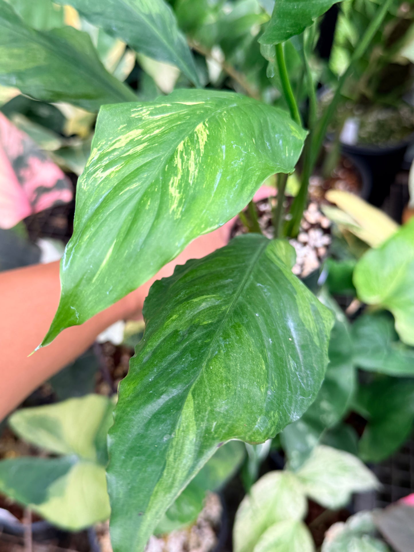 Spathiphyllum 'Aurea' - Rarely Offered M16