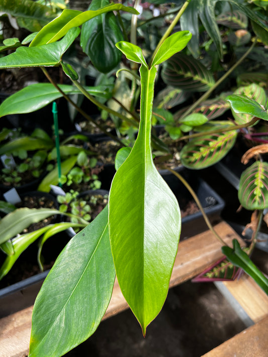 Philodendron - Joepii A106