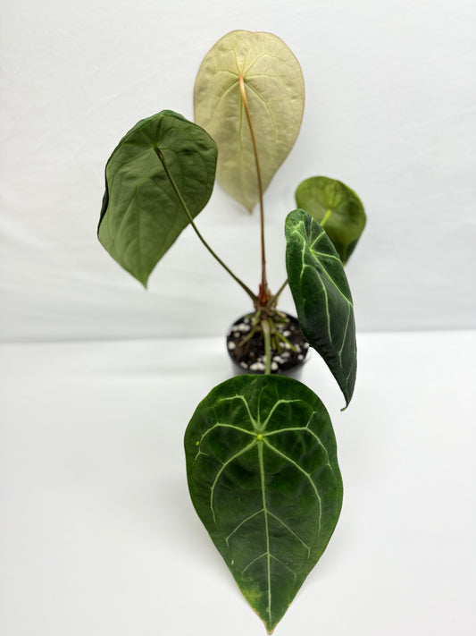 Anthurium Forgetii - Large F84