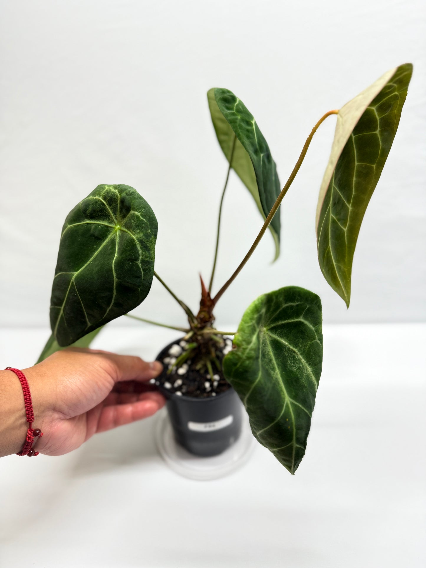 Anthurium Forgetii - Large F84
