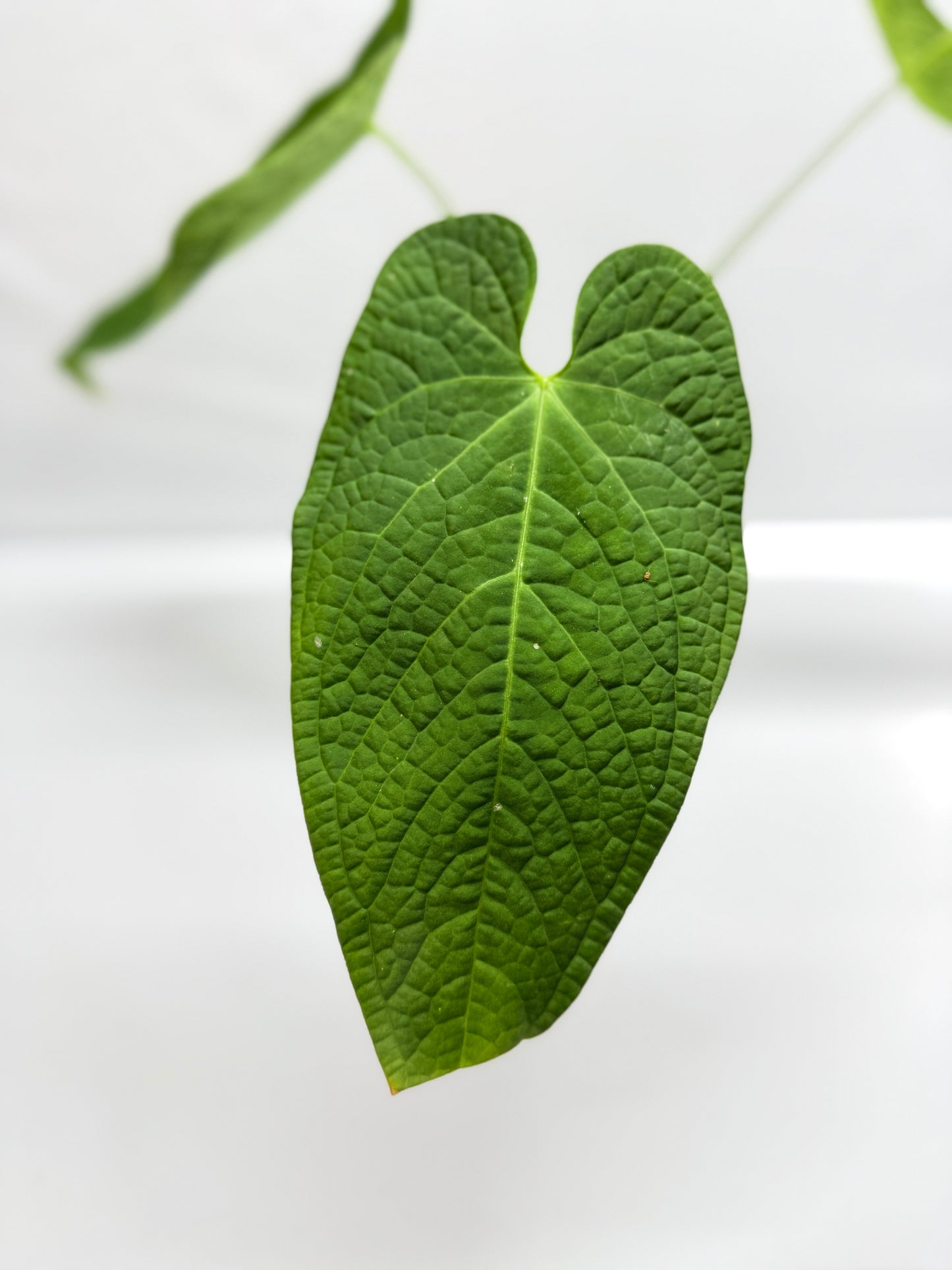 Anthurium Rotolanteum - Rarely Offered G2