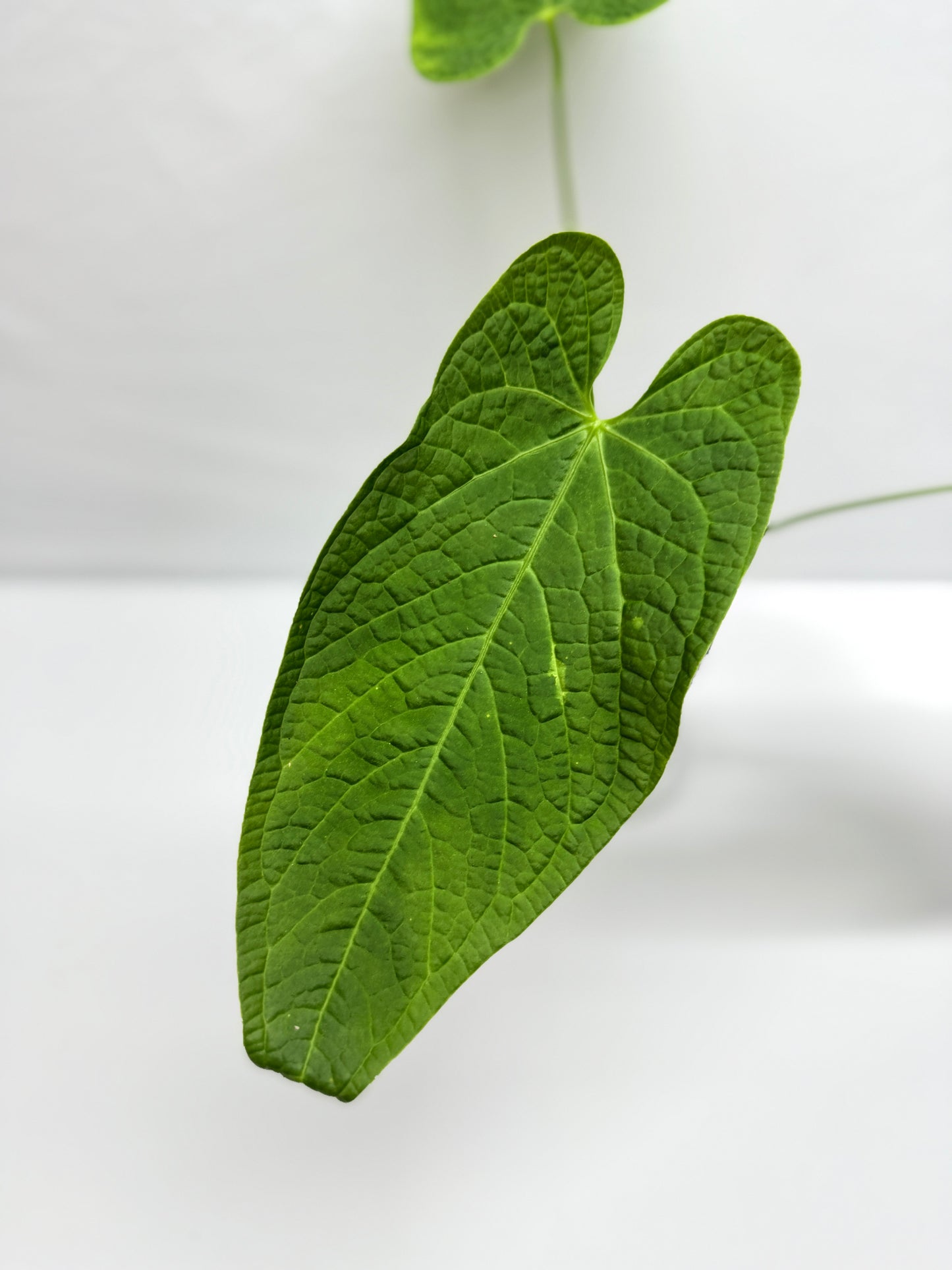 Anthurium Rotolanteum - Rarely Offered G2