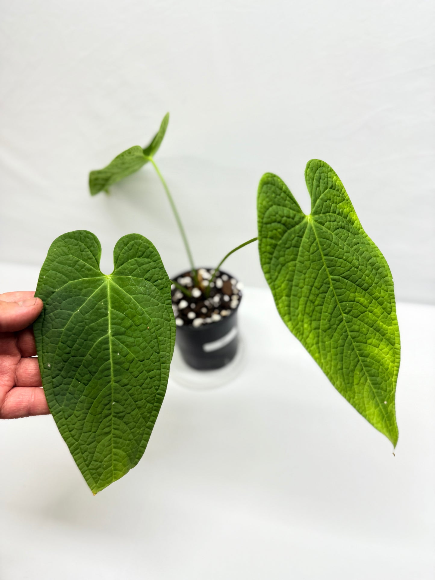 Anthurium Rotolanteum - Rarely Offered G2