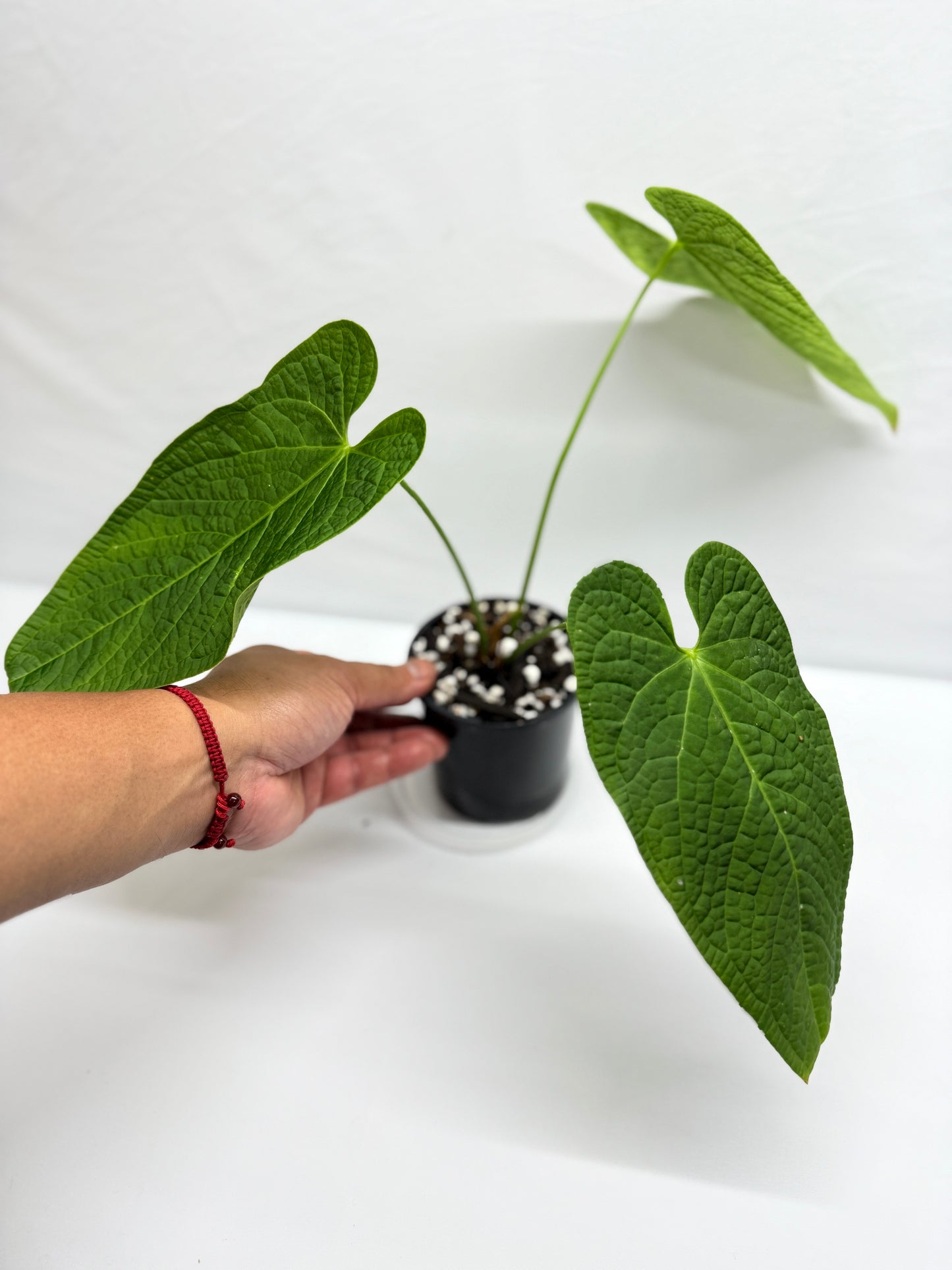 Anthurium Rotolanteum - Rarely Offered G2