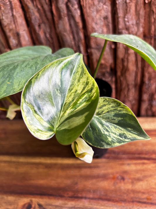 Philodendron hederaceum var. oxycardium variegata – Variegated Heart Leaf 109