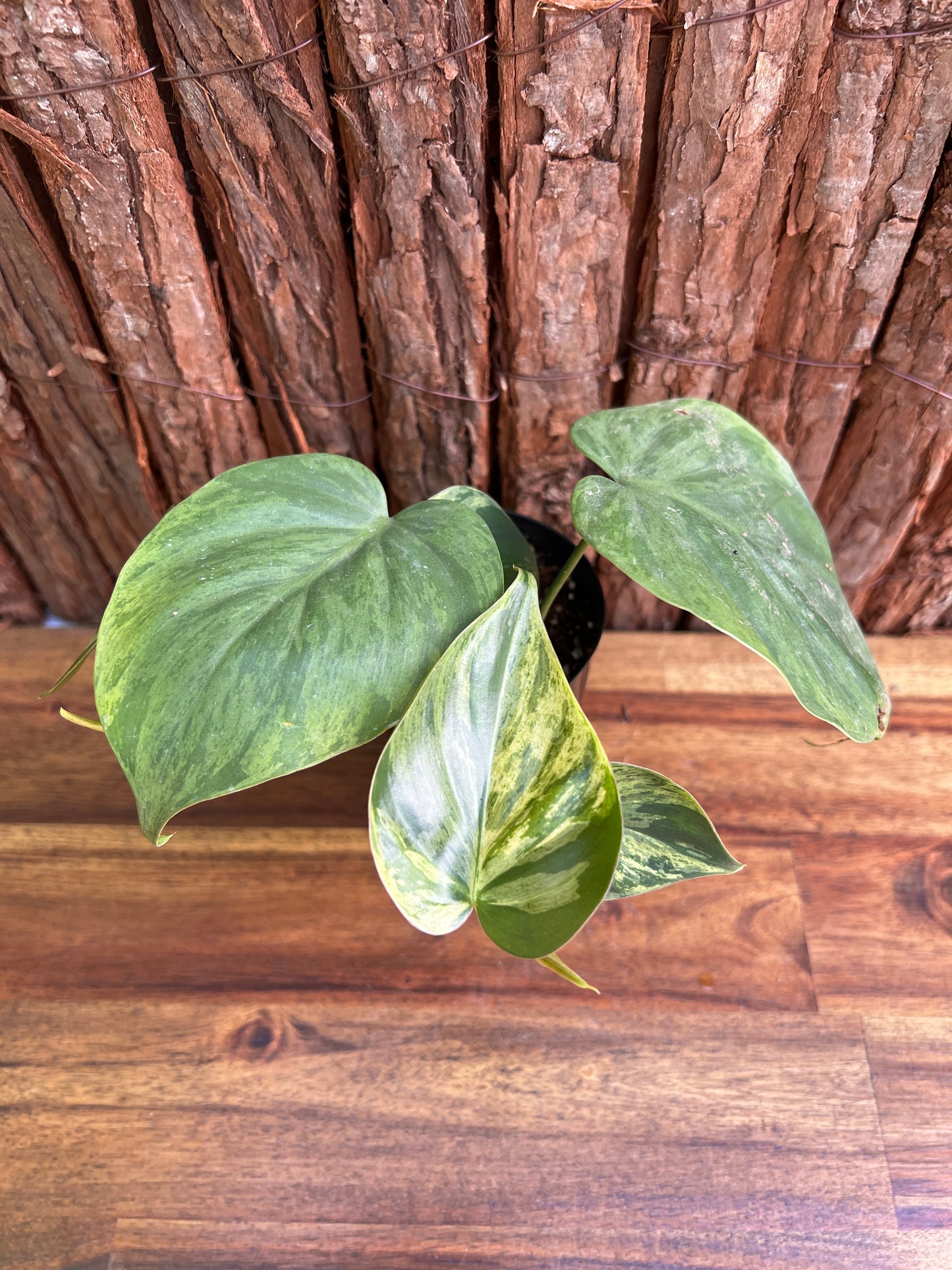 Philodendron hederaceum var. oxycardium variegata – Variegated Heart Leaf 109