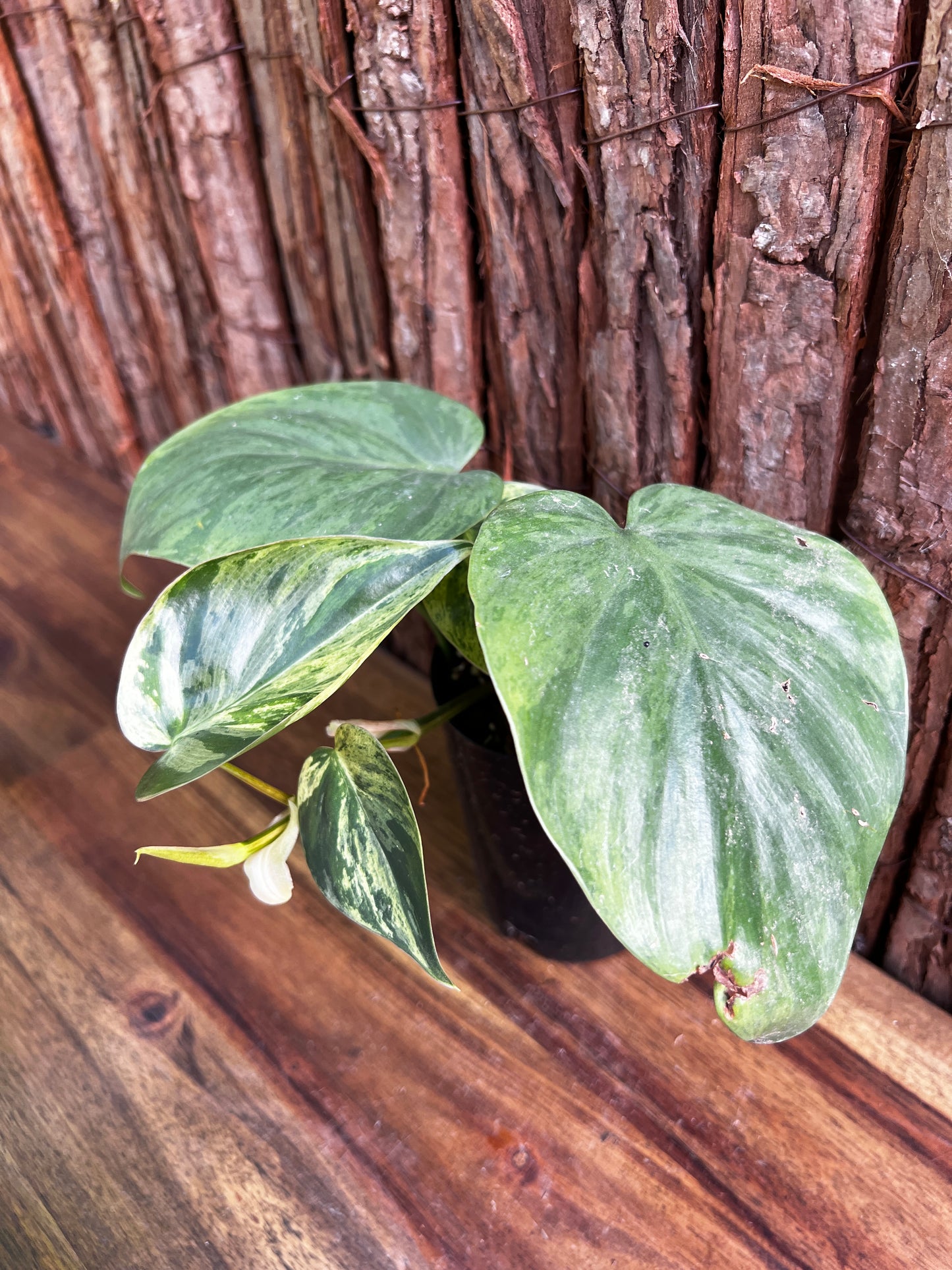 Philodendron hederaceum var. oxycardium variegata – Variegated Heart Leaf 109