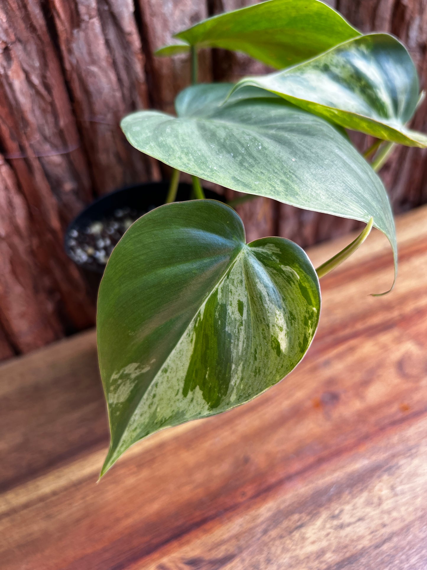 Philodendron hederaceum var. oxycardium variegata – Variegated Heart Leaf 109