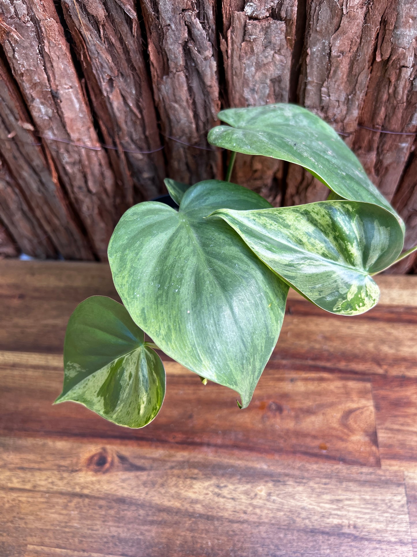 Philodendron hederaceum var. oxycardium variegata – Variegated Heart Leaf 109