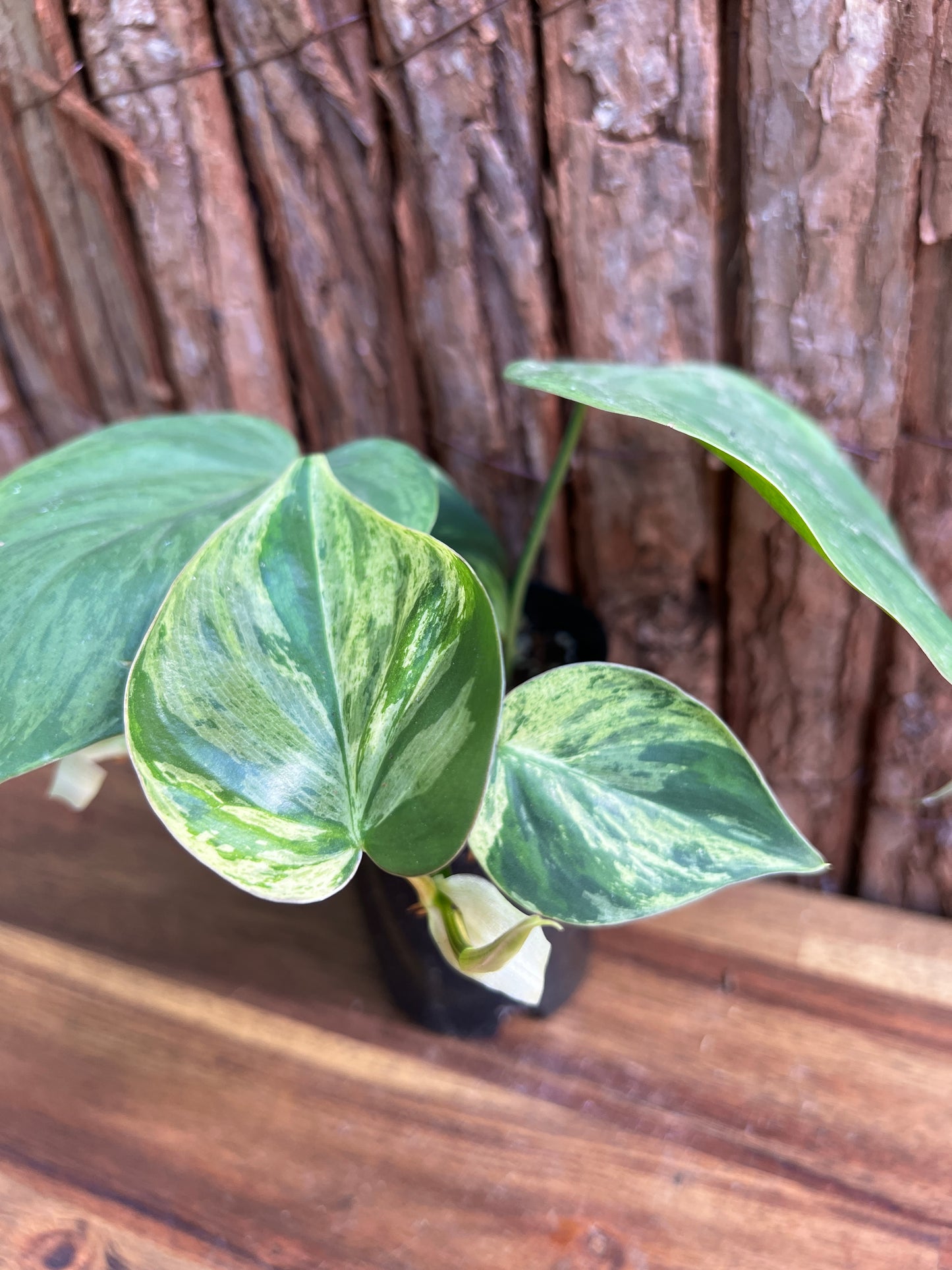 Philodendron hederaceum var. oxycardium variegata – Variegated Heart Leaf 109