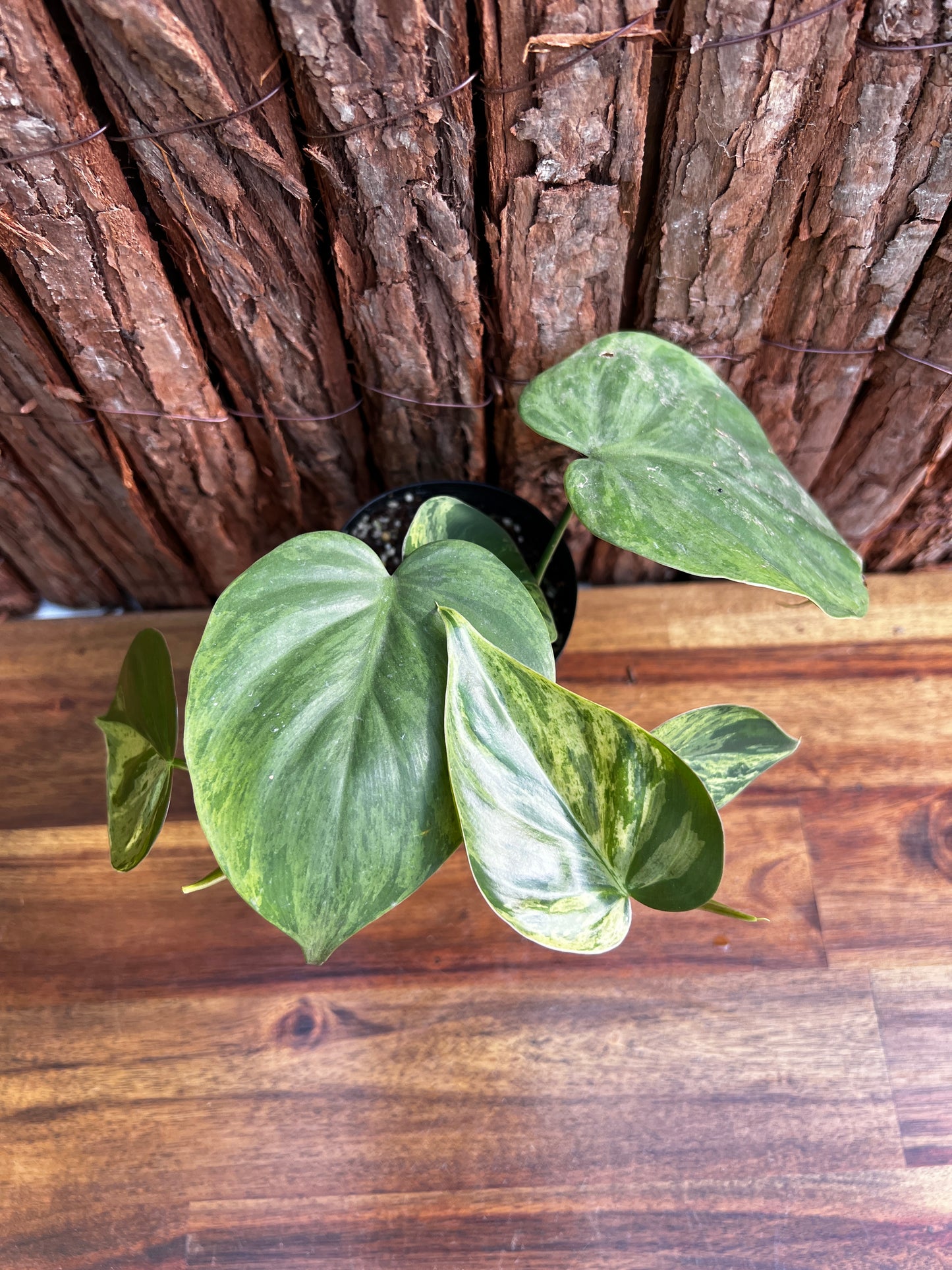 Philodendron hederaceum var. oxycardium variegata – Variegated Heart Leaf 109