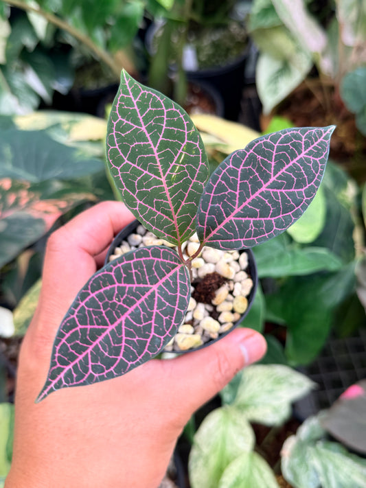 Prestonia Quinquangularis 'Dogbane' M21