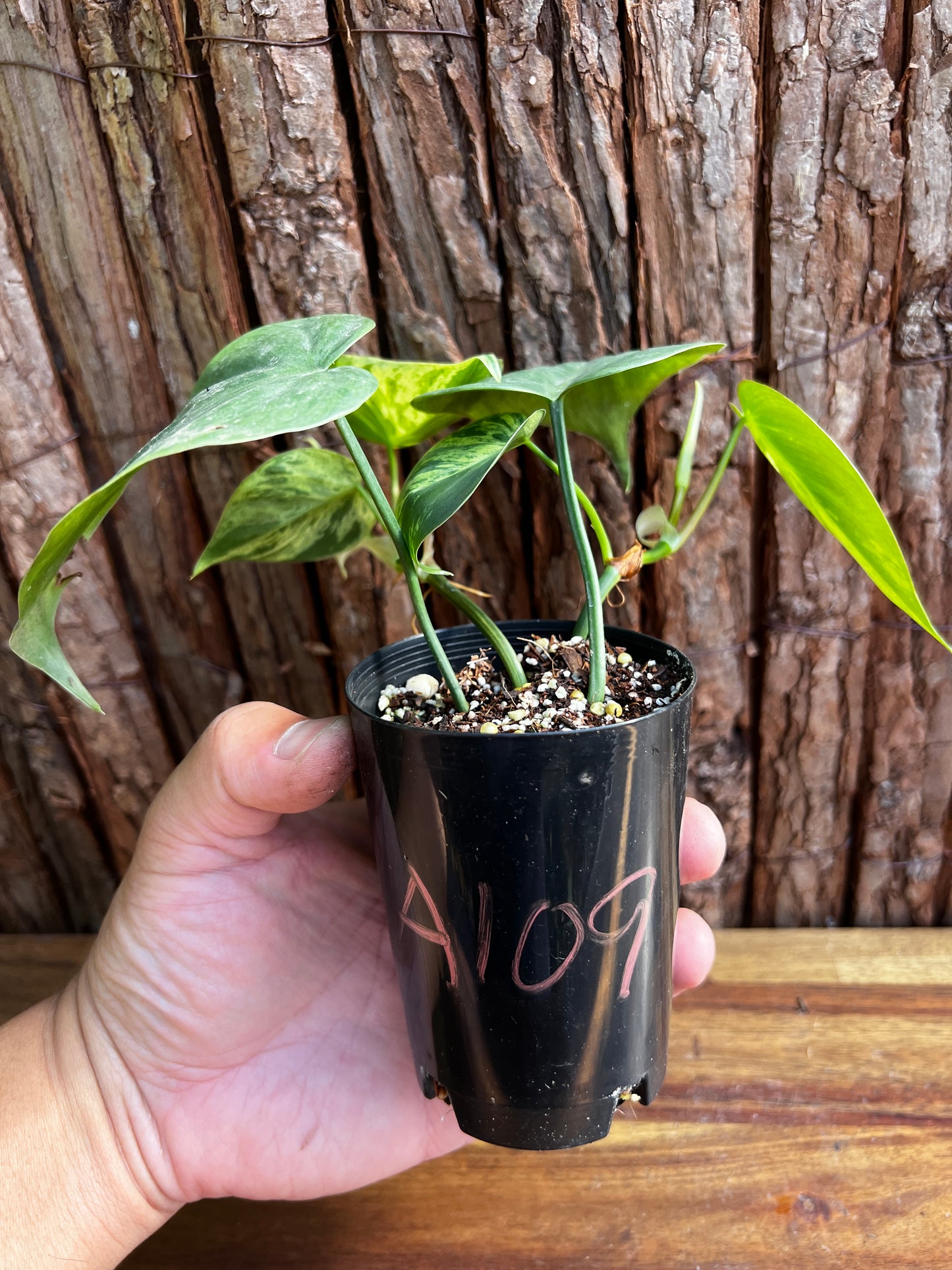 Philodendron hederaceum var. oxycardium variegata – Variegated Heart Leaf 109