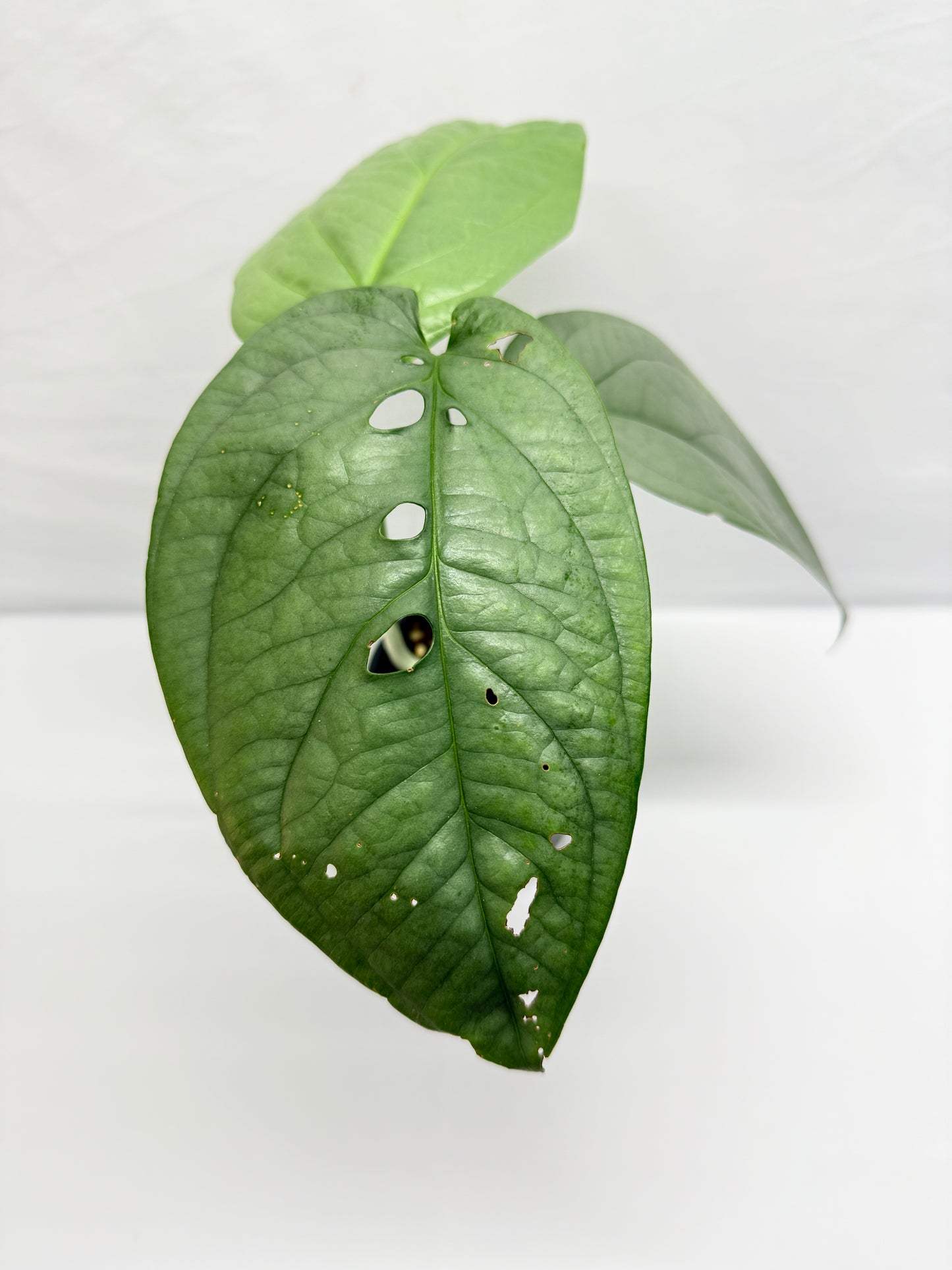 Amydrium Medium Silver G9