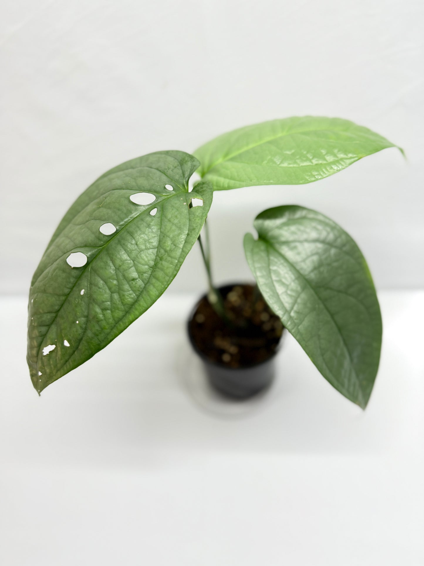 Amydrium Medium Silver G9